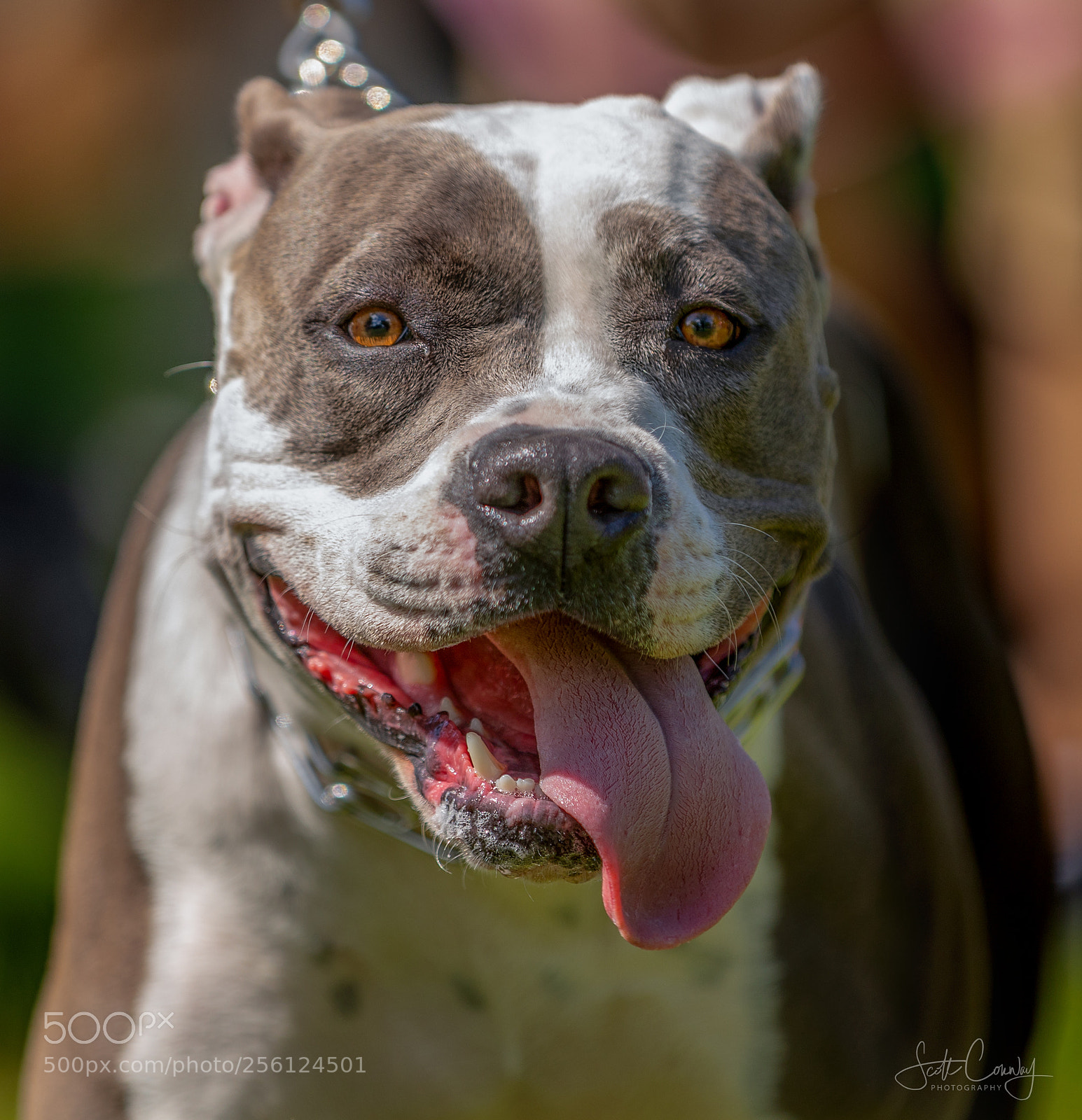 Canon EOS 5D Mark IV sample photo. Pitbull photography