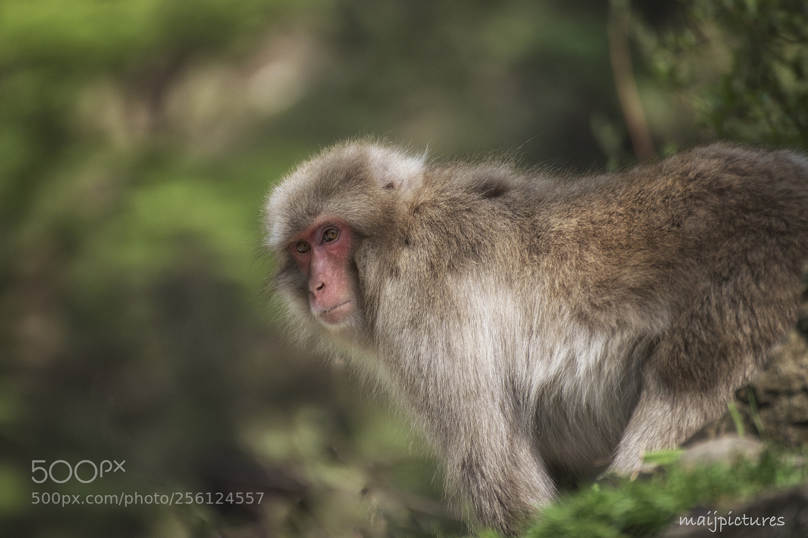 Nikon D750 sample photo. Monkey photography