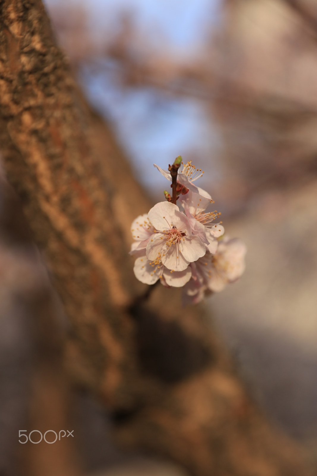 Canon EOS 5DS R sample photo. An apricot flower with a single tree photography