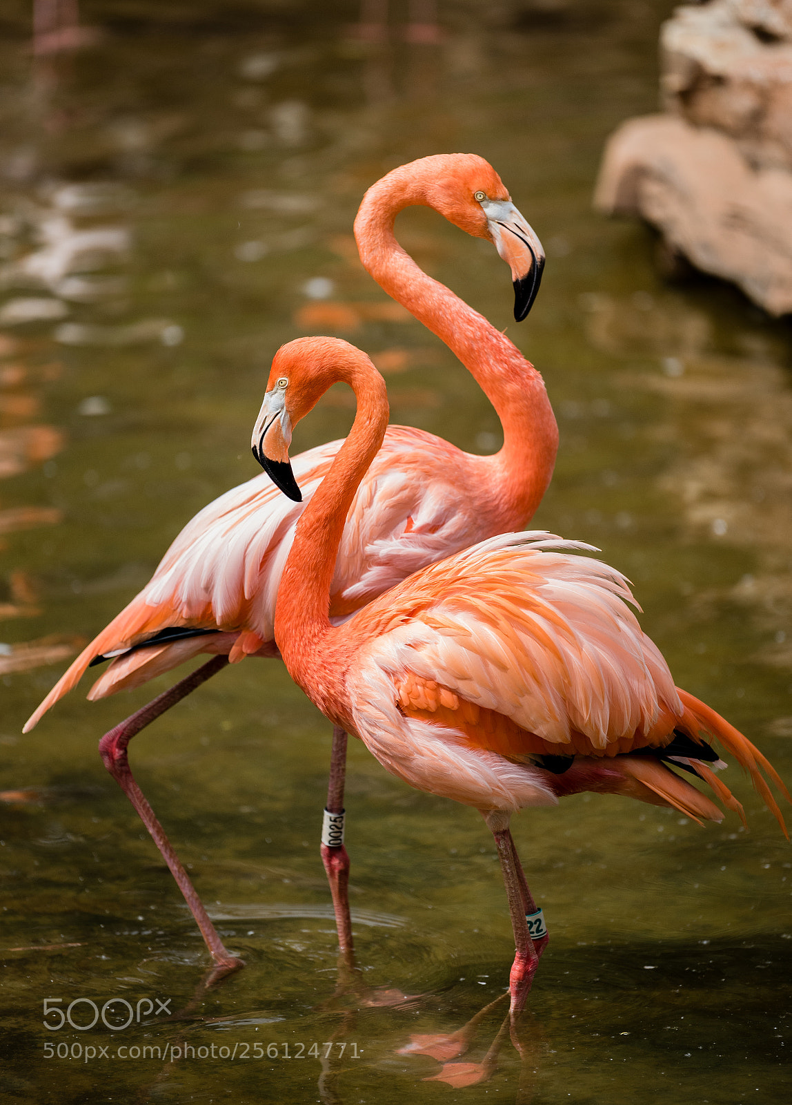 Nikon D750 sample photo. Flamingo photography