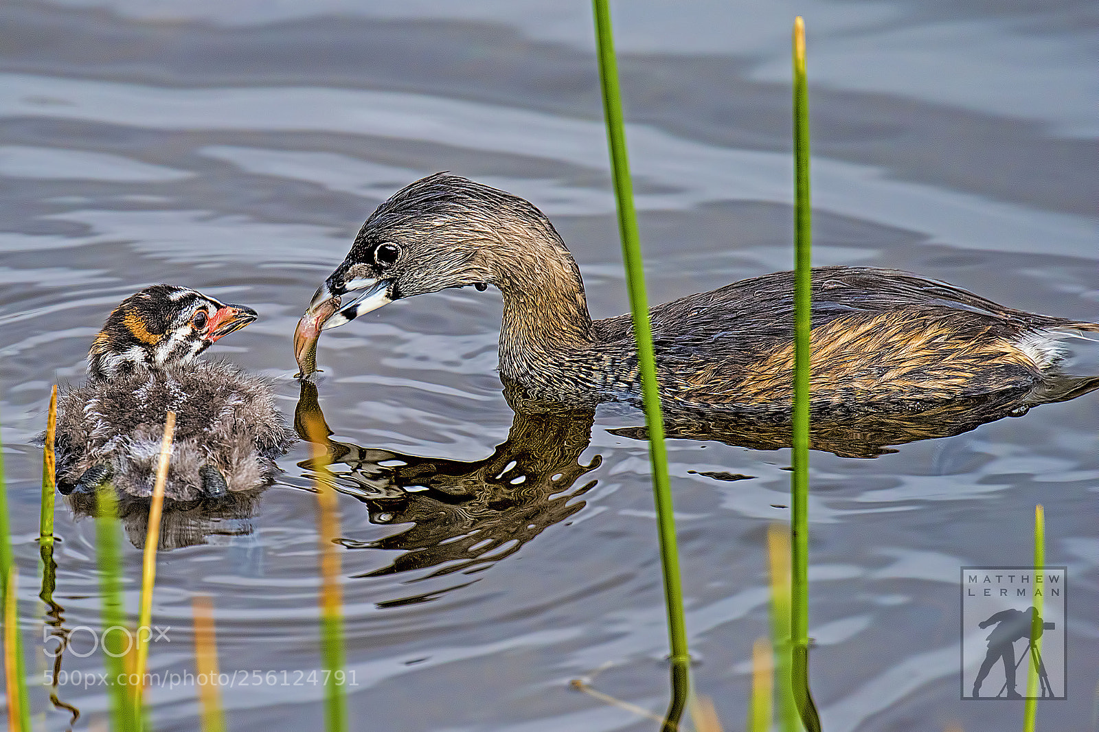 Nikon D810 sample photo. Grebe chick 1551 photography