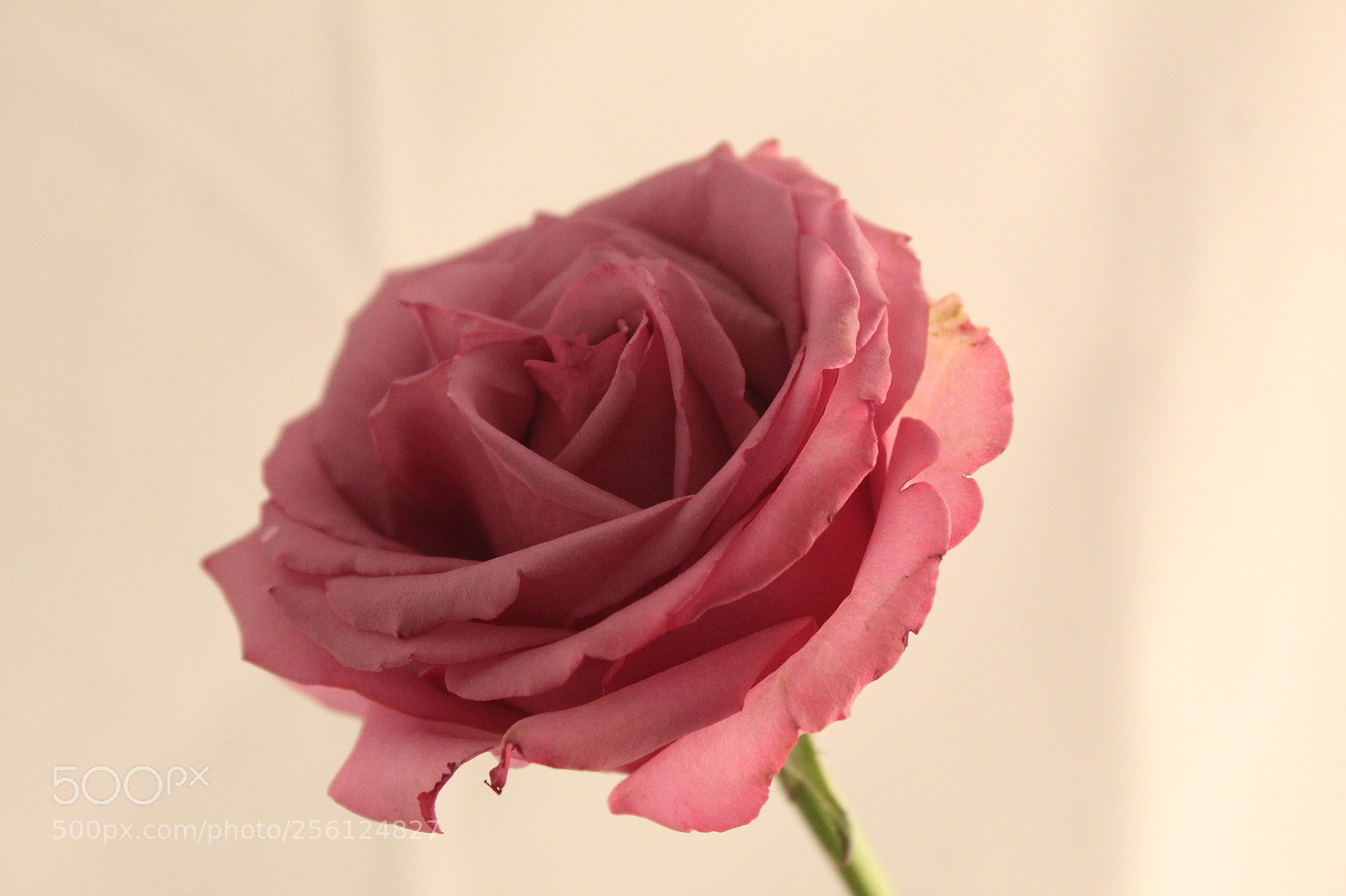 Canon EOS 1300D (EOS Rebel T6 / EOS Kiss X80) sample photo. Flor photography