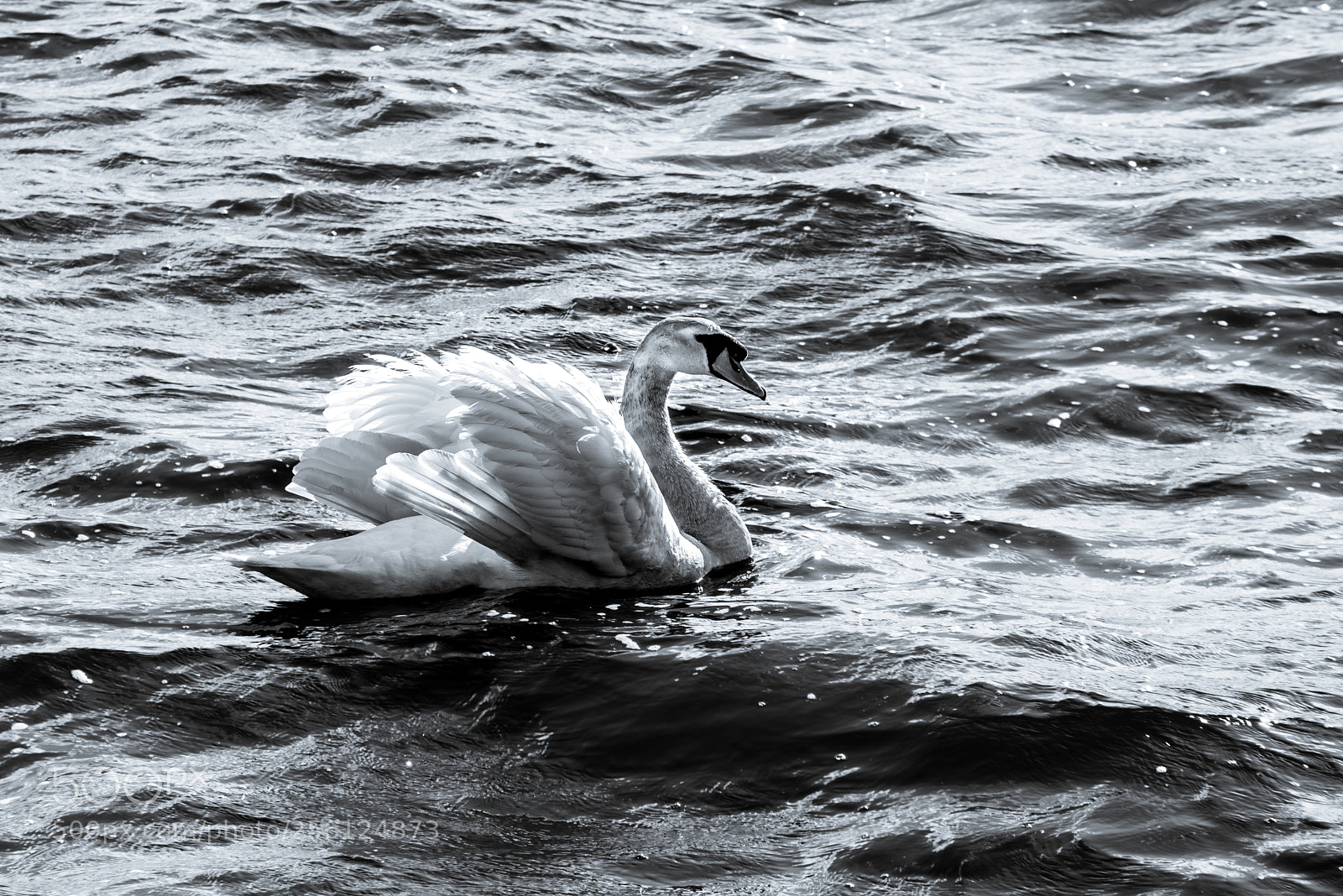 Nikon D610 sample photo. S photography