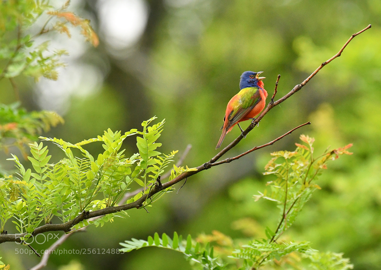 Nikon D500 sample photo. Painted beauty photography
