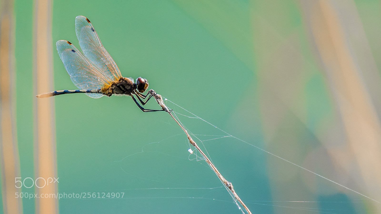 Nikon D750 sample photo. Dragonfly photography