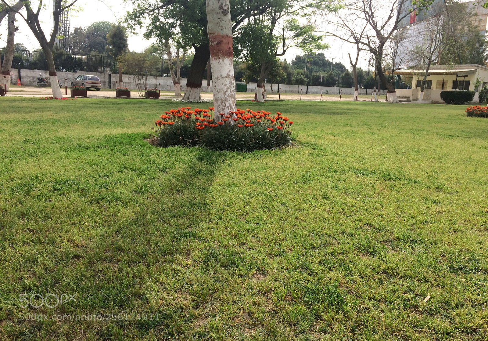 Apple iPhone 5s sample photo. Flowers photography