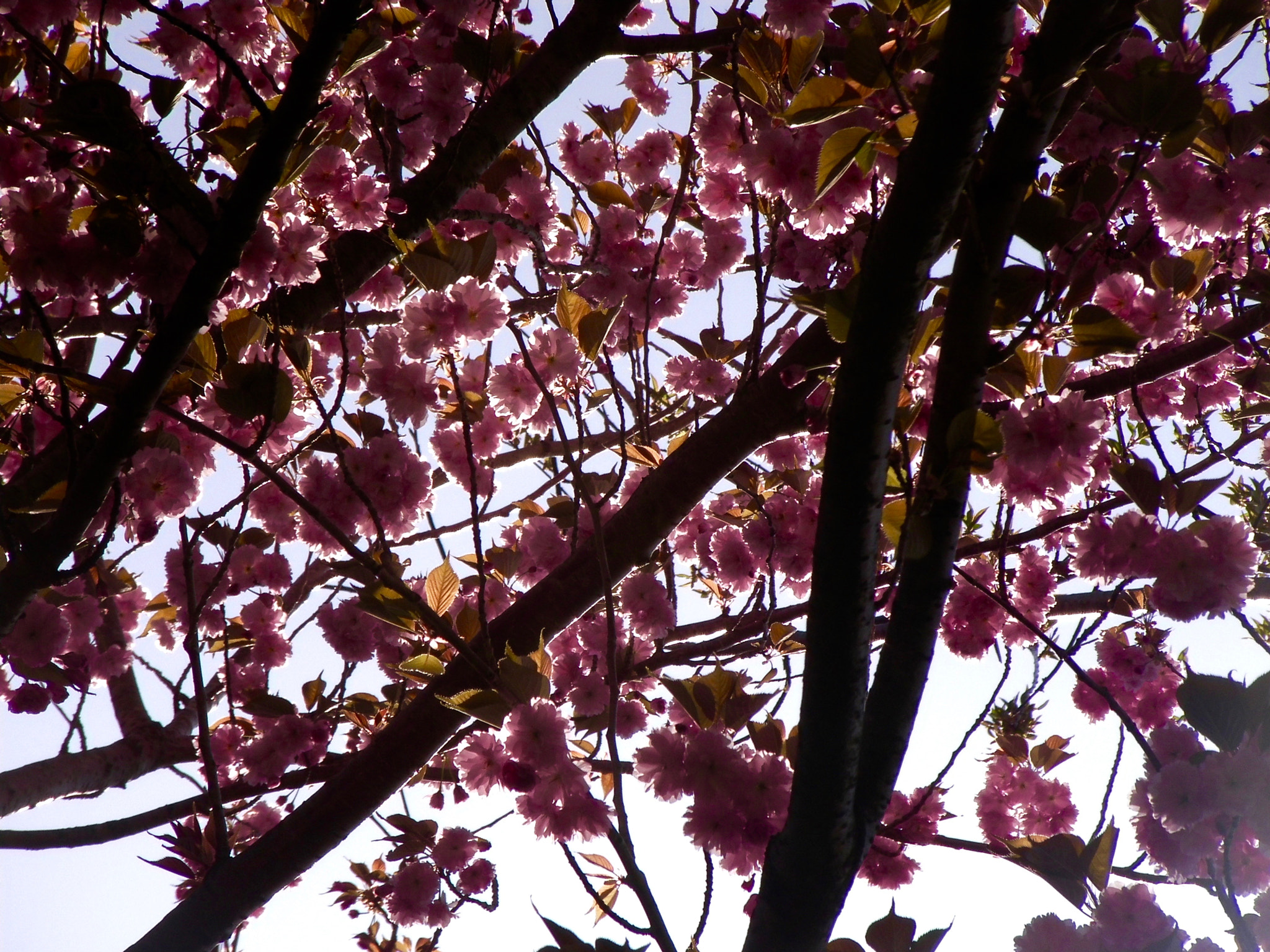 Samsung HMX-R10 sample photo. Pink flowers in the sunset photography