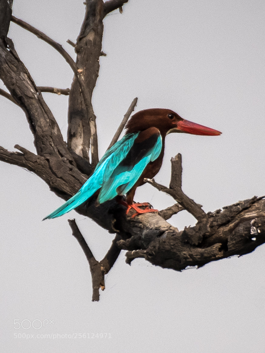 Nikon D750 sample photo. Kingfisher photography