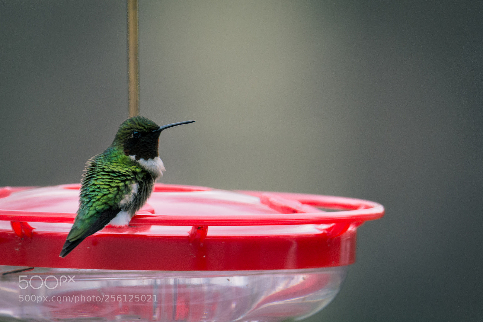 Nikon D7100 sample photo. Hummer photography