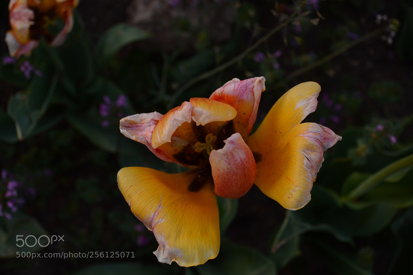 Nikon D3100 sample photo. Vivid, washington d.c.  photography