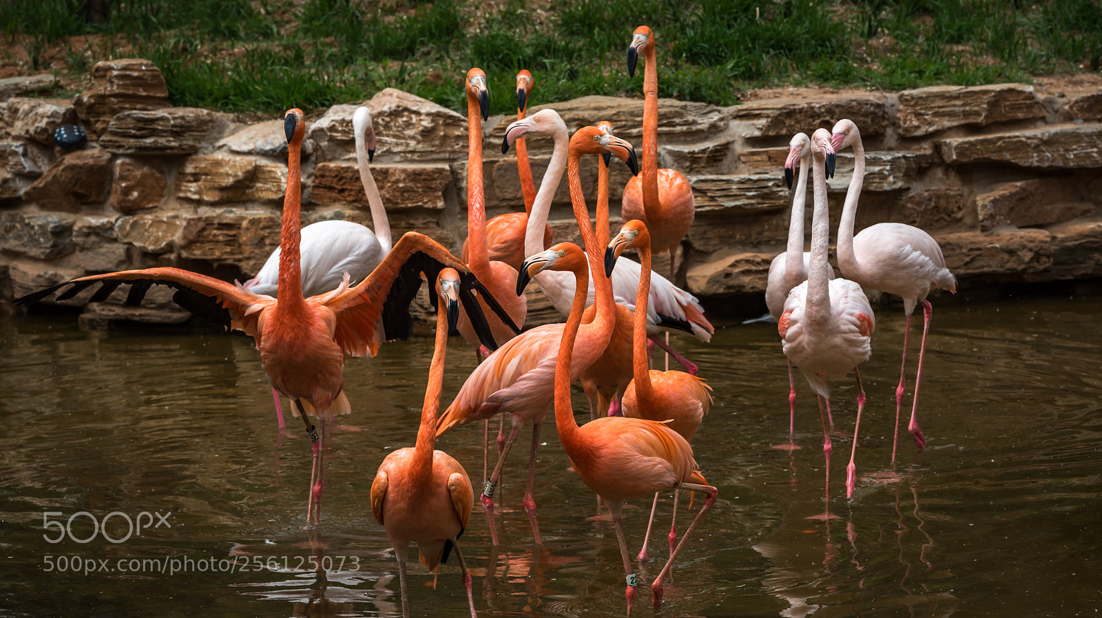 Nikon D750 sample photo. Flamingo photography