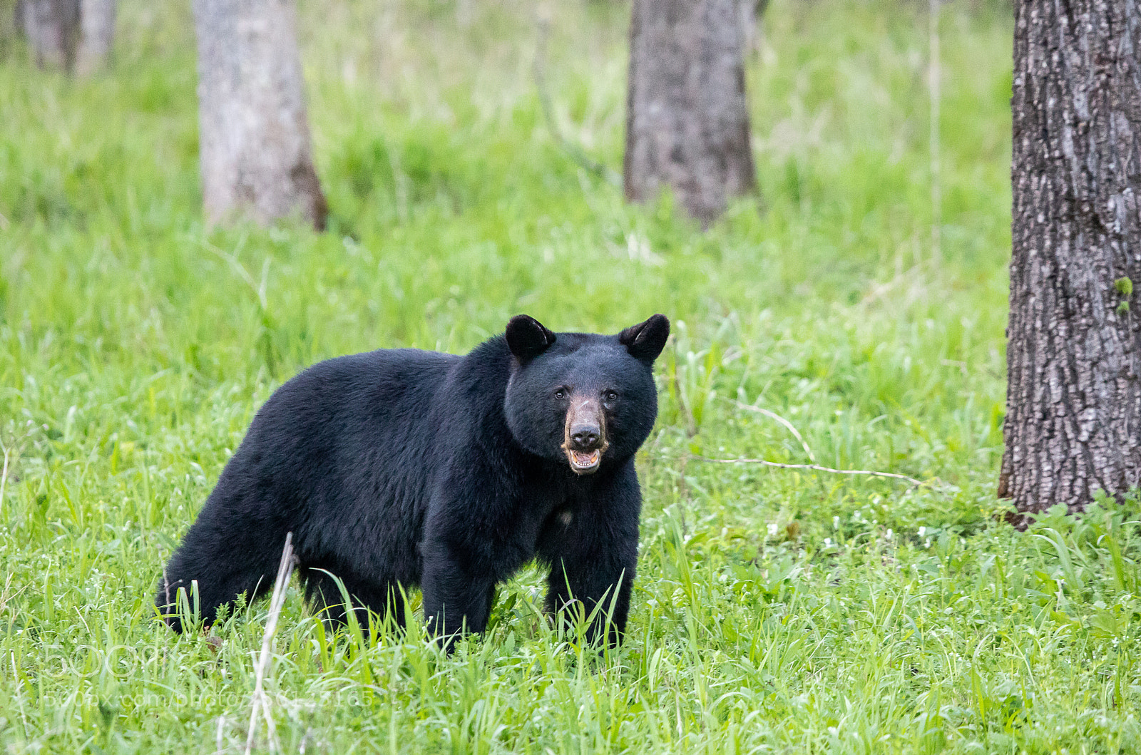 Canon EOS 5D Mark IV sample photo. Black bear photography