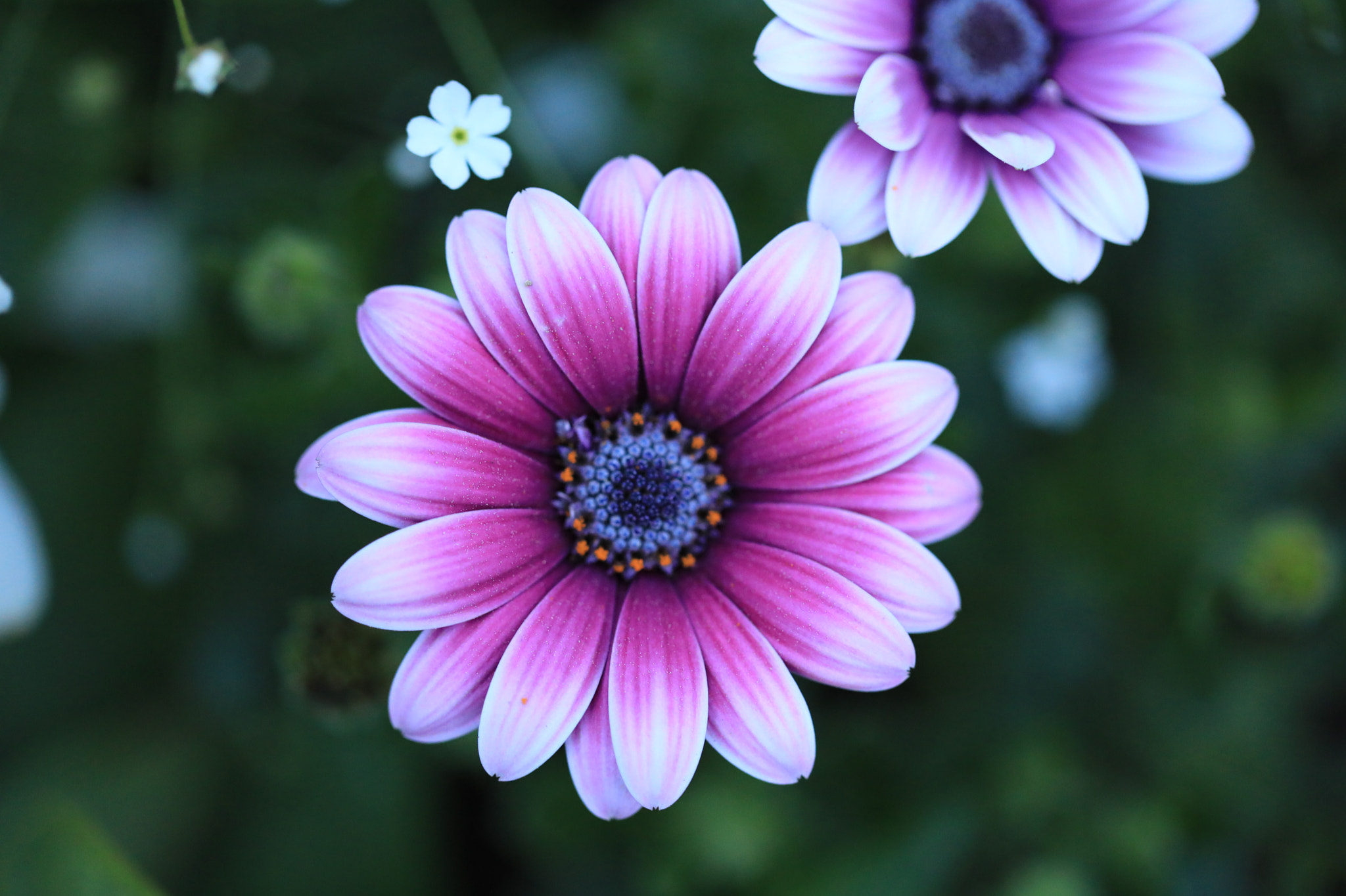 Canon EF 100mm F2.8L Macro IS USM sample photo. Full blooming photography