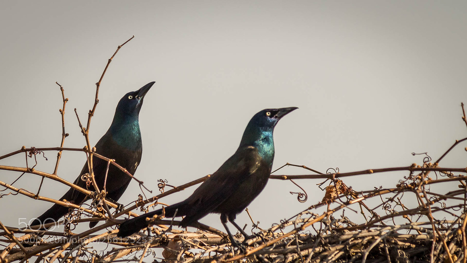 Canon EOS M10 sample photo. Male grackle photography