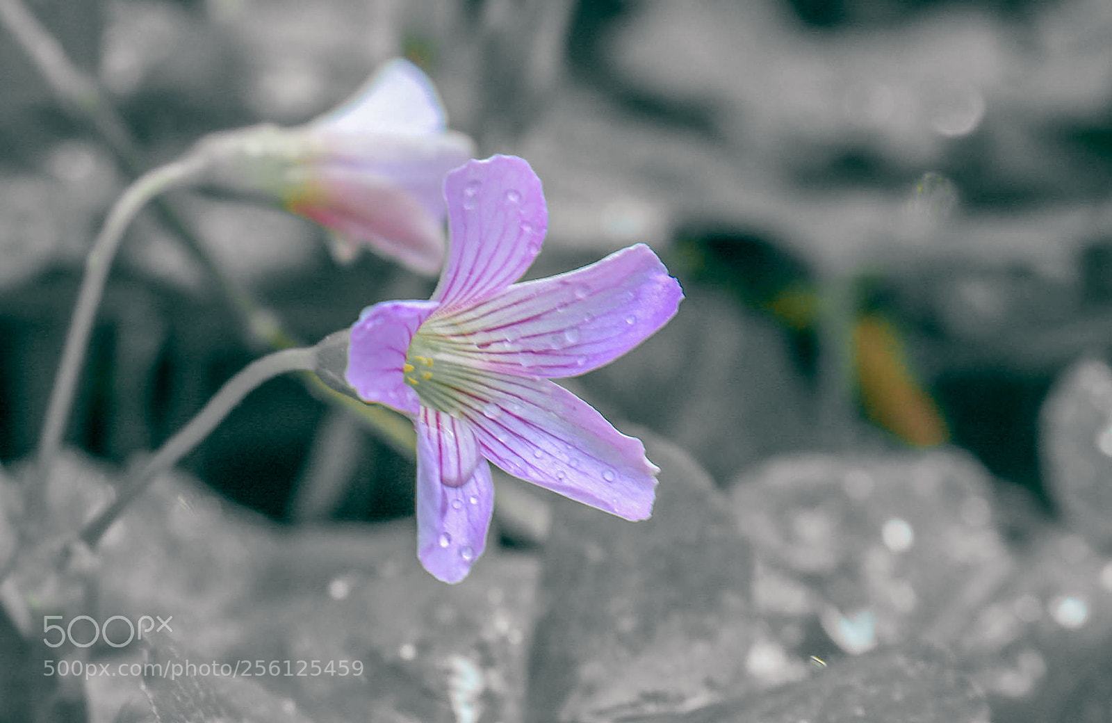 Canon EOS 760D (EOS Rebel T6s / EOS 8000D) sample photo. Untitled photography