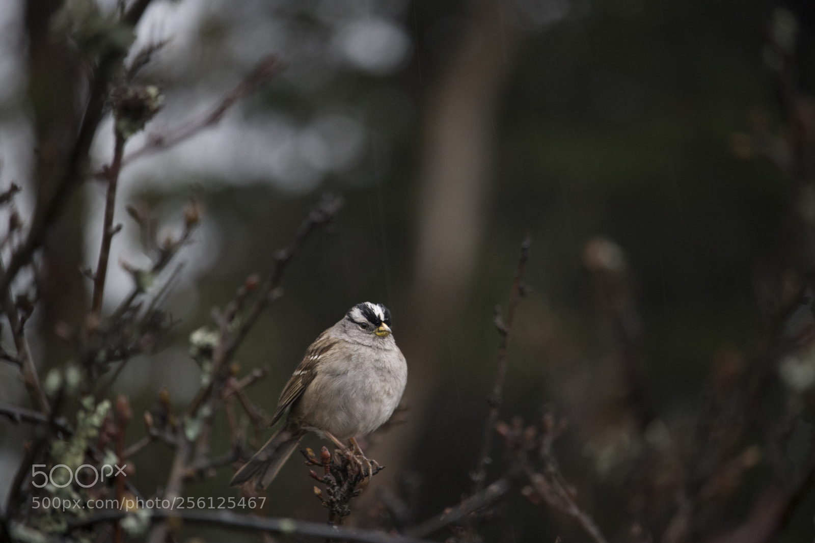 Canon EOS 750D (EOS Rebel T6i / EOS Kiss X8i) sample photo. Birds photography