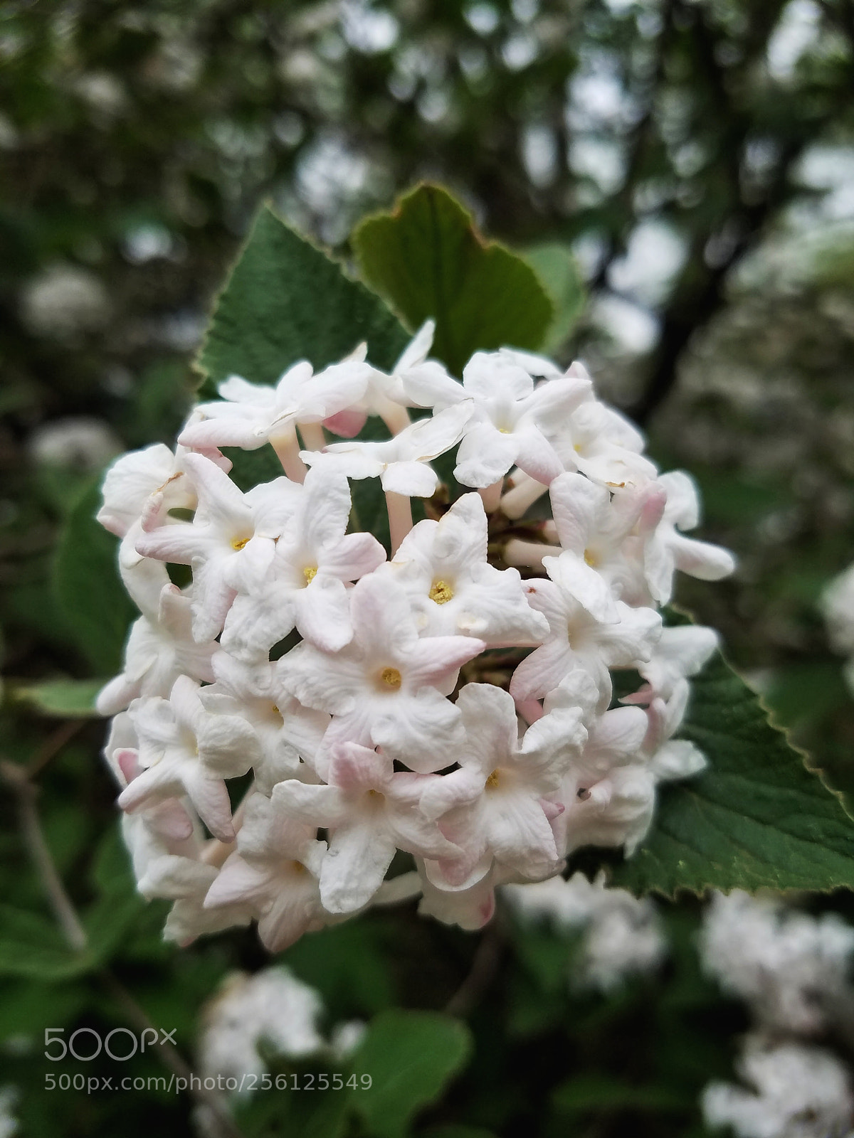 Samsung Galaxy S7 Edge sample photo. Spring fragrance photography