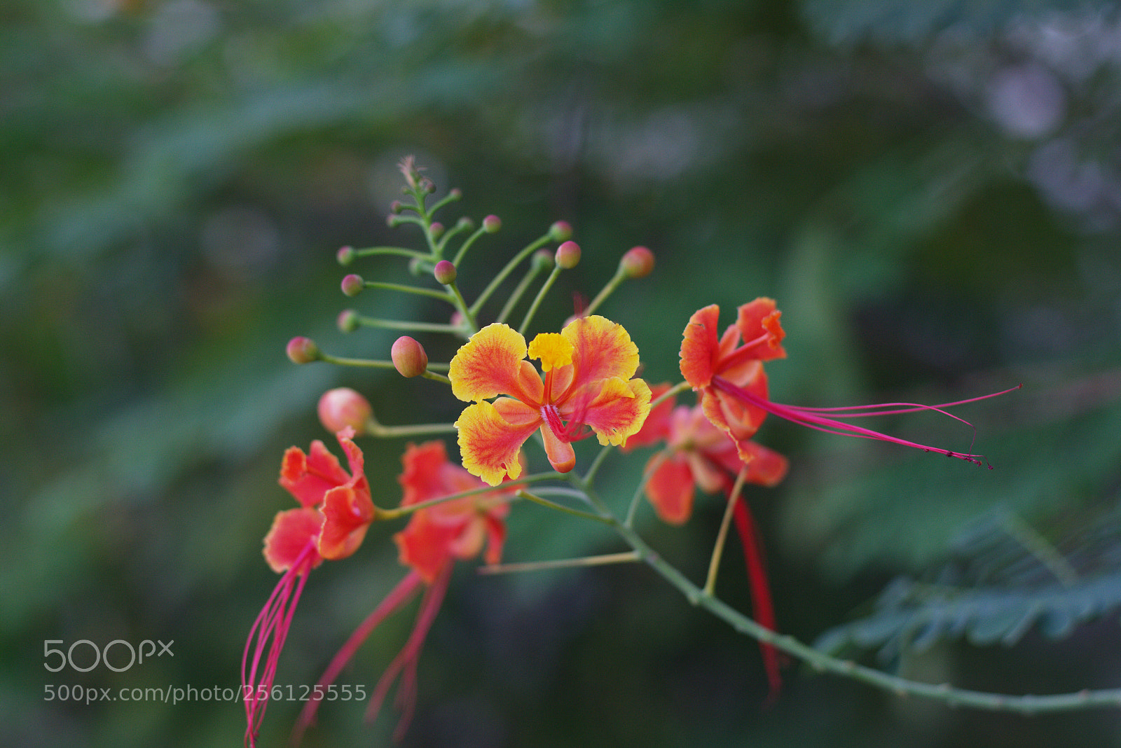 Canon EOS 700D (EOS Rebel T5i / EOS Kiss X7i) sample photo. I am alive... photography