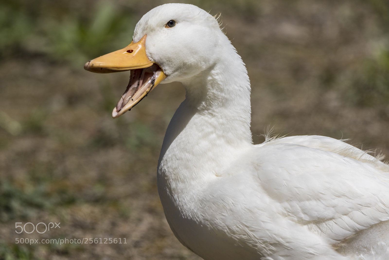 Canon EOS 7D Mark II sample photo. White pekin photography
