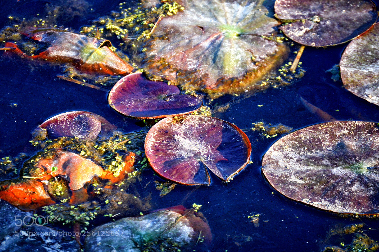 Nikon D3200 sample photo. New growth lillypad photography