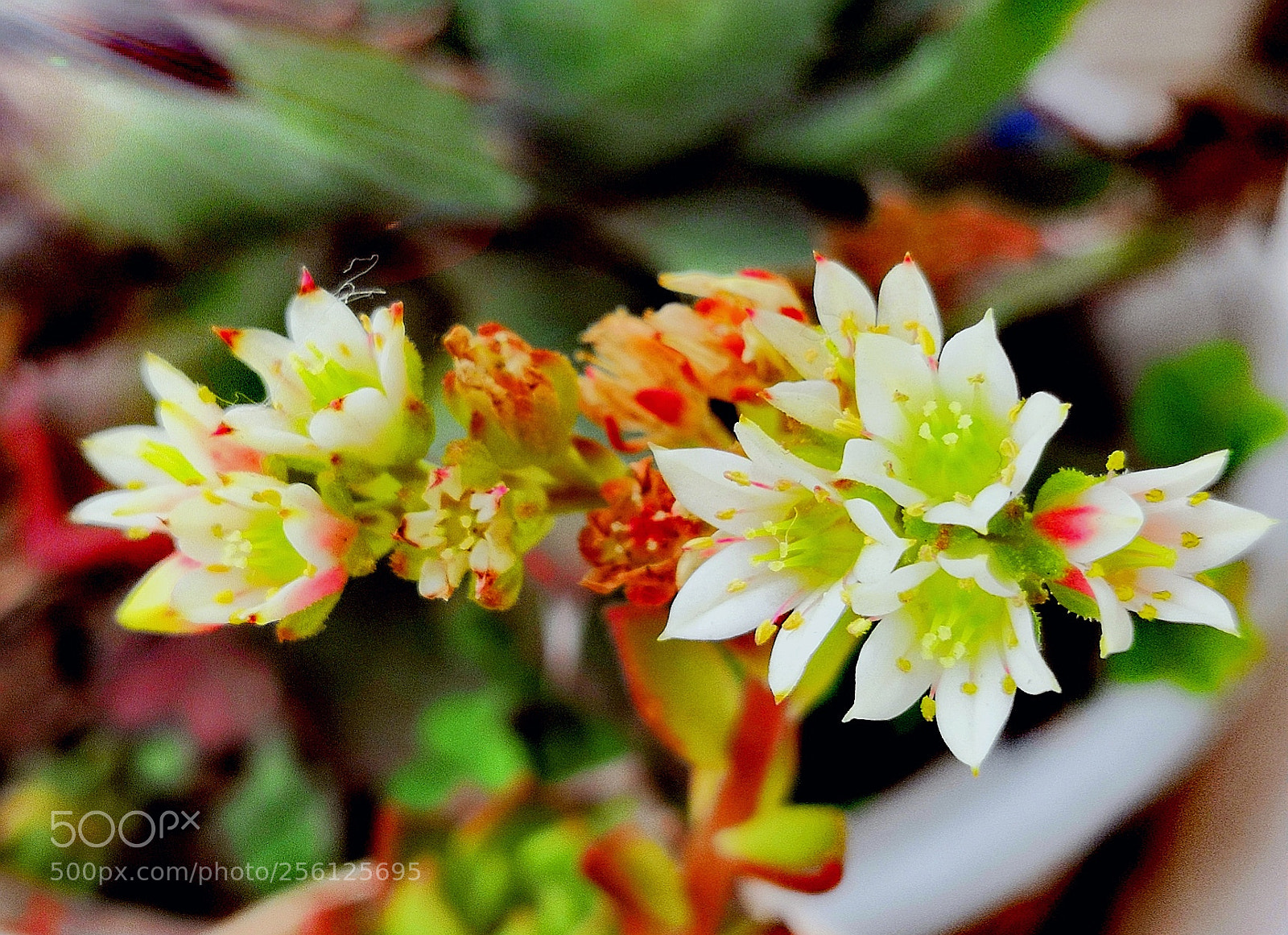 HUAWEI Honor 10 sample photo.  small flowers photography