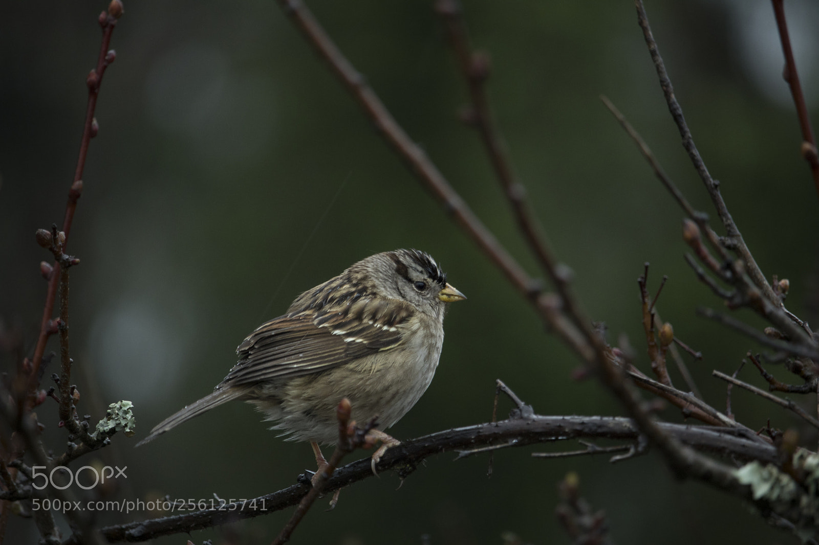 Canon EOS 750D (EOS Rebel T6i / EOS Kiss X8i) sample photo. Birds photography