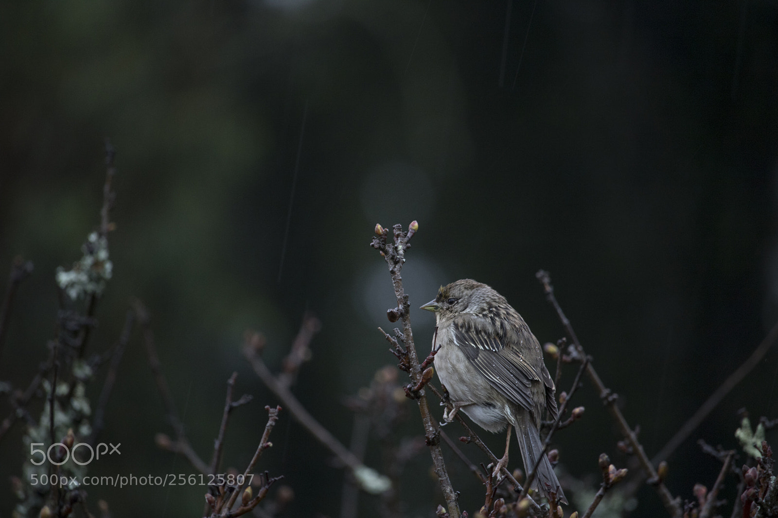 Canon EOS 750D (EOS Rebel T6i / EOS Kiss X8i) sample photo. Birds photography