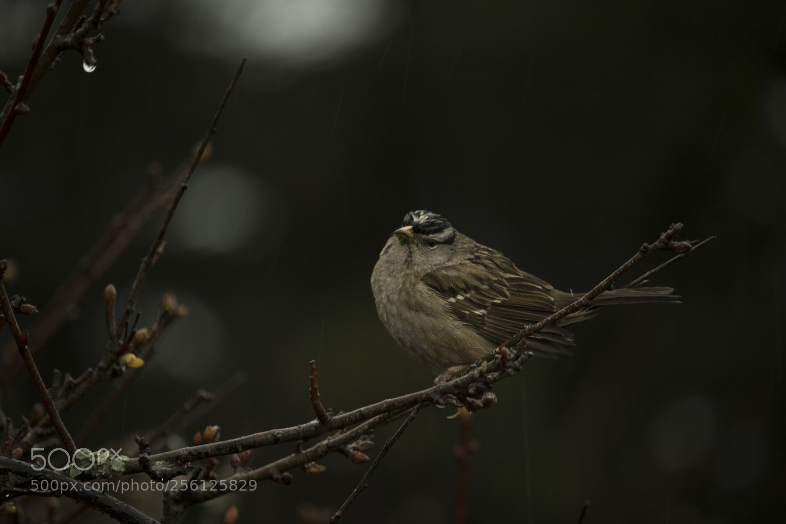 Canon EOS 750D (EOS Rebel T6i / EOS Kiss X8i) sample photo. Birds photography