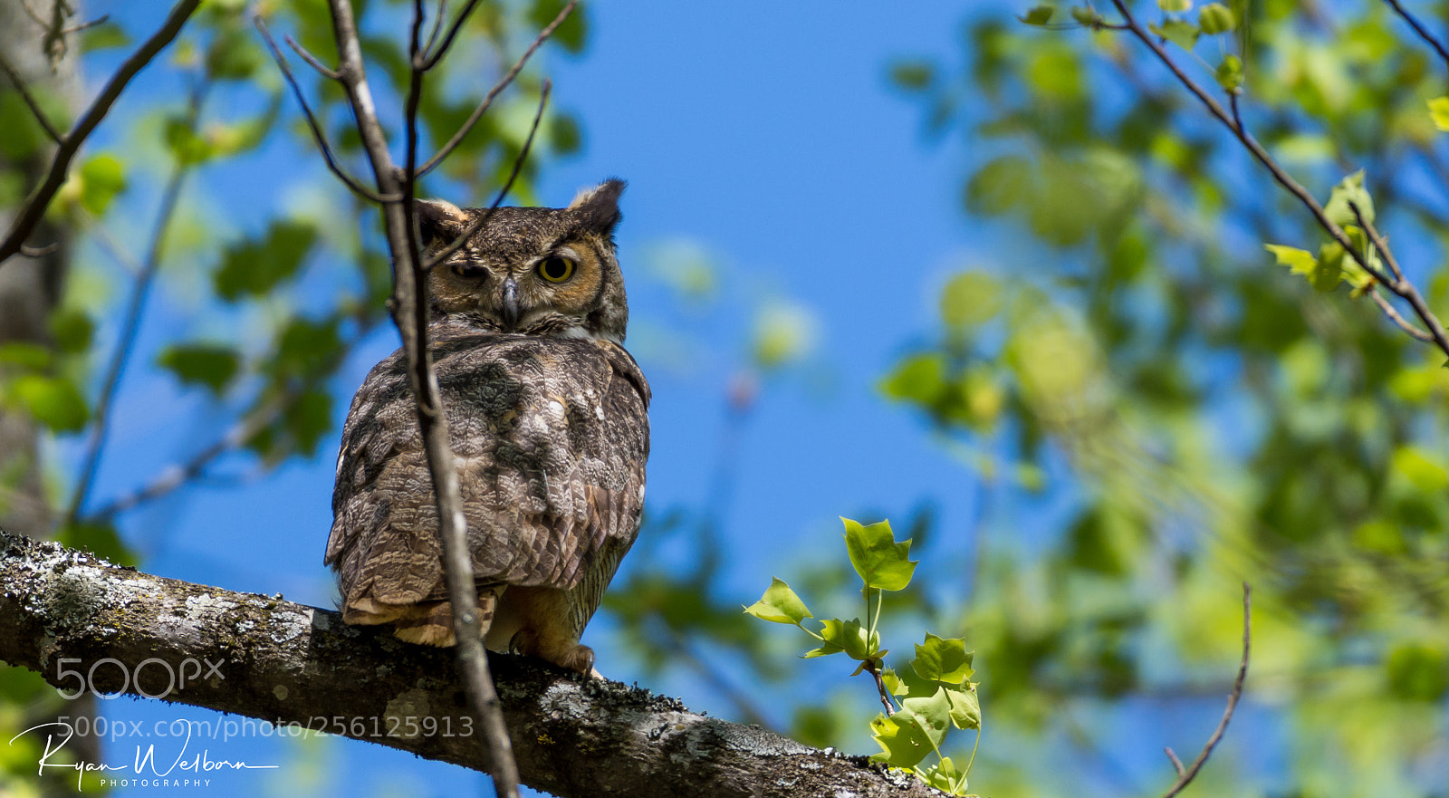 Nikon D7200 sample photo. Great horned owl photography
