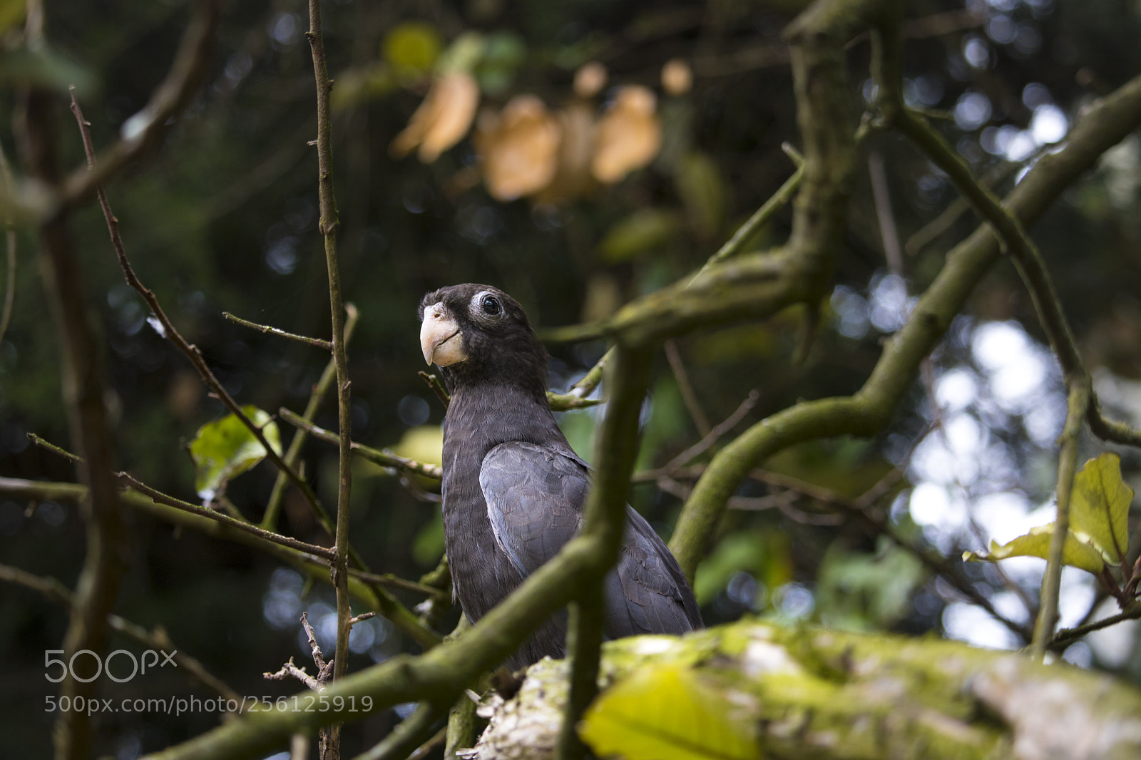 Canon EOS 750D (EOS Rebel T6i / EOS Kiss X8i) sample photo. Birds photography