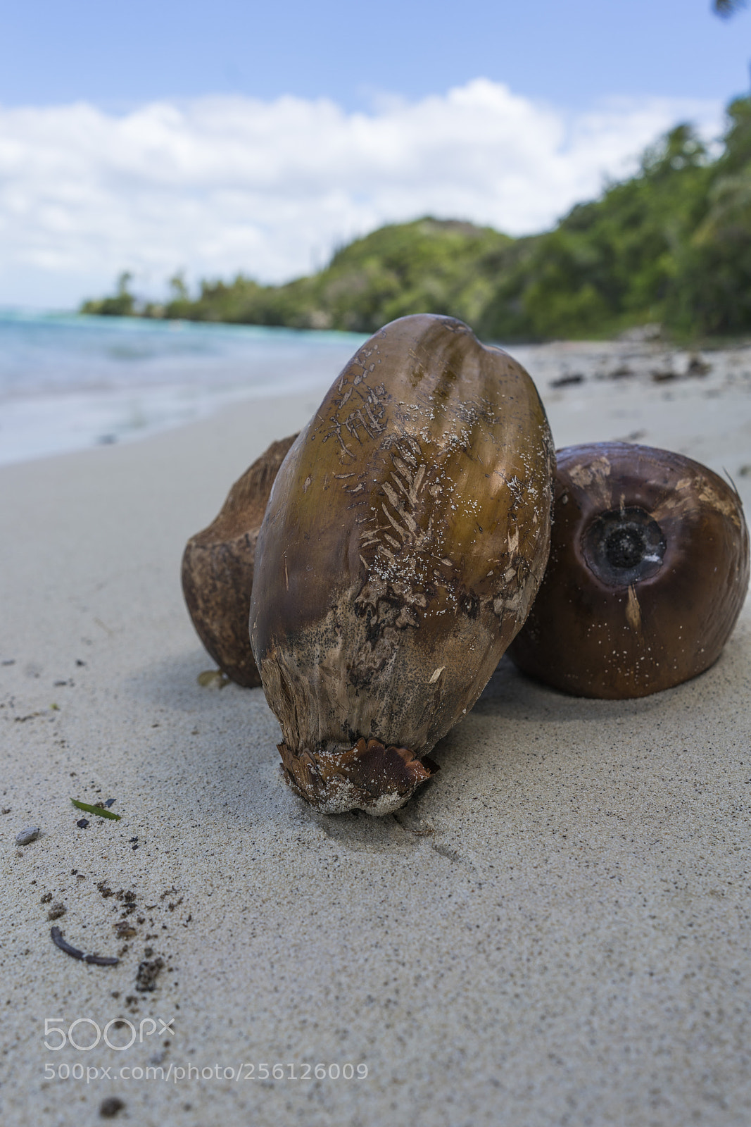 Sony a7R II sample photo. Coconut - lifou, loyalty photography