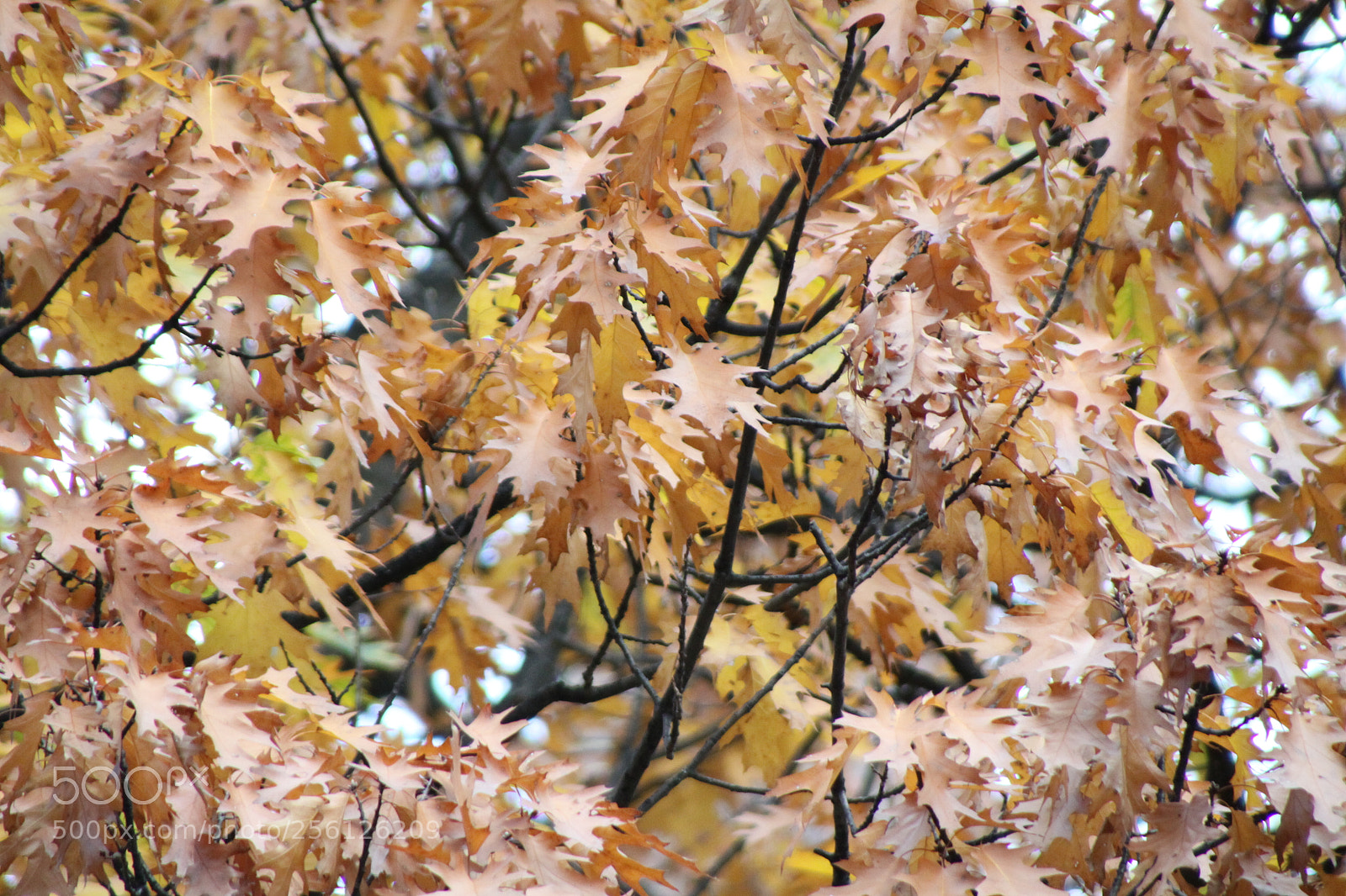 Canon EOS 50D sample photo. Canon d pics photography
