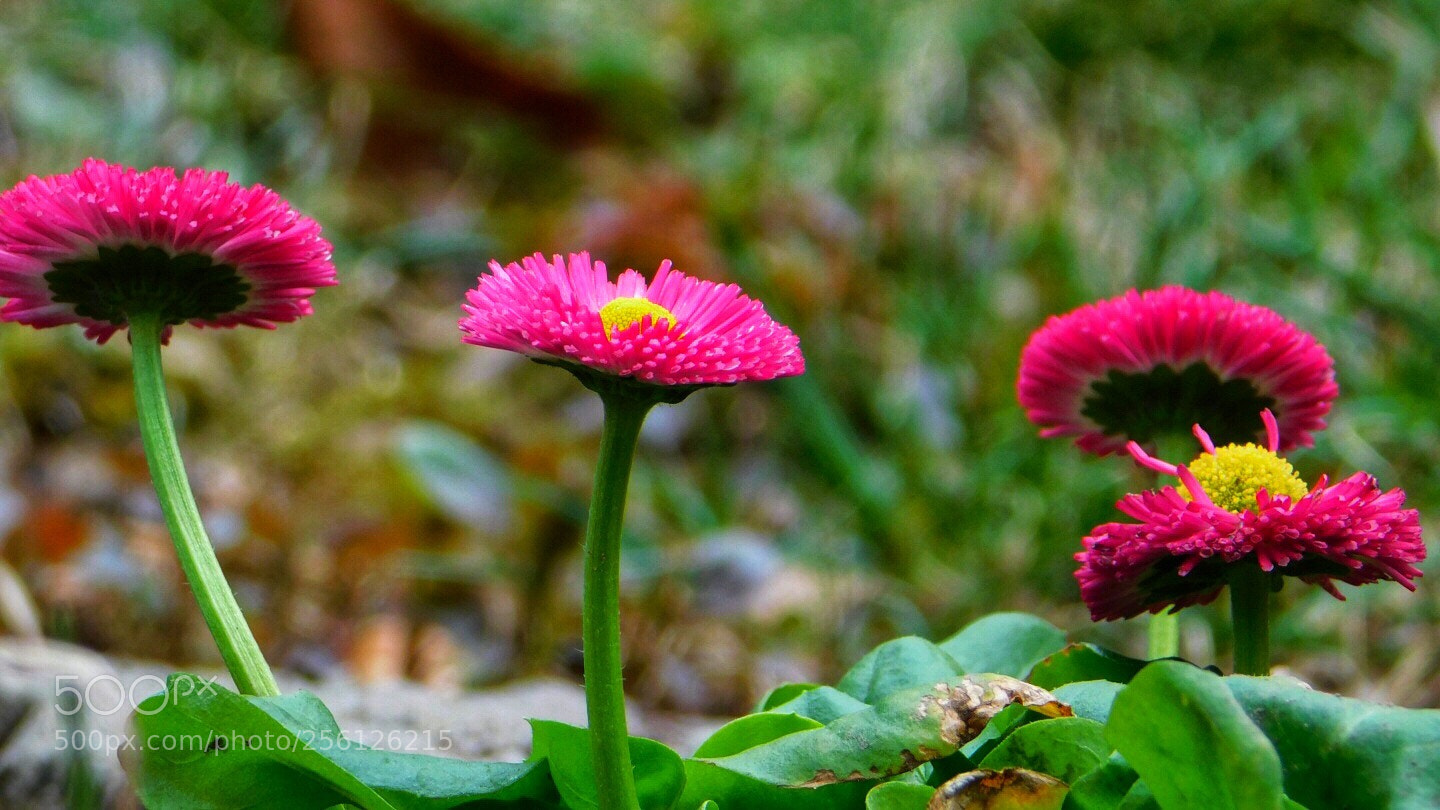 Nikon Coolpix B500 sample photo. Happy for spring photography