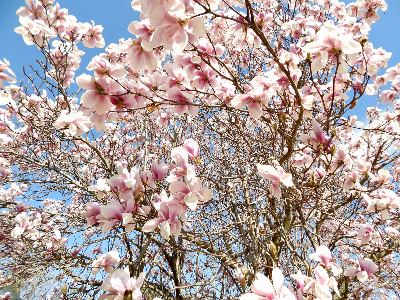 Nikon Coolpix L820 sample photo. Blossoms stretch photography