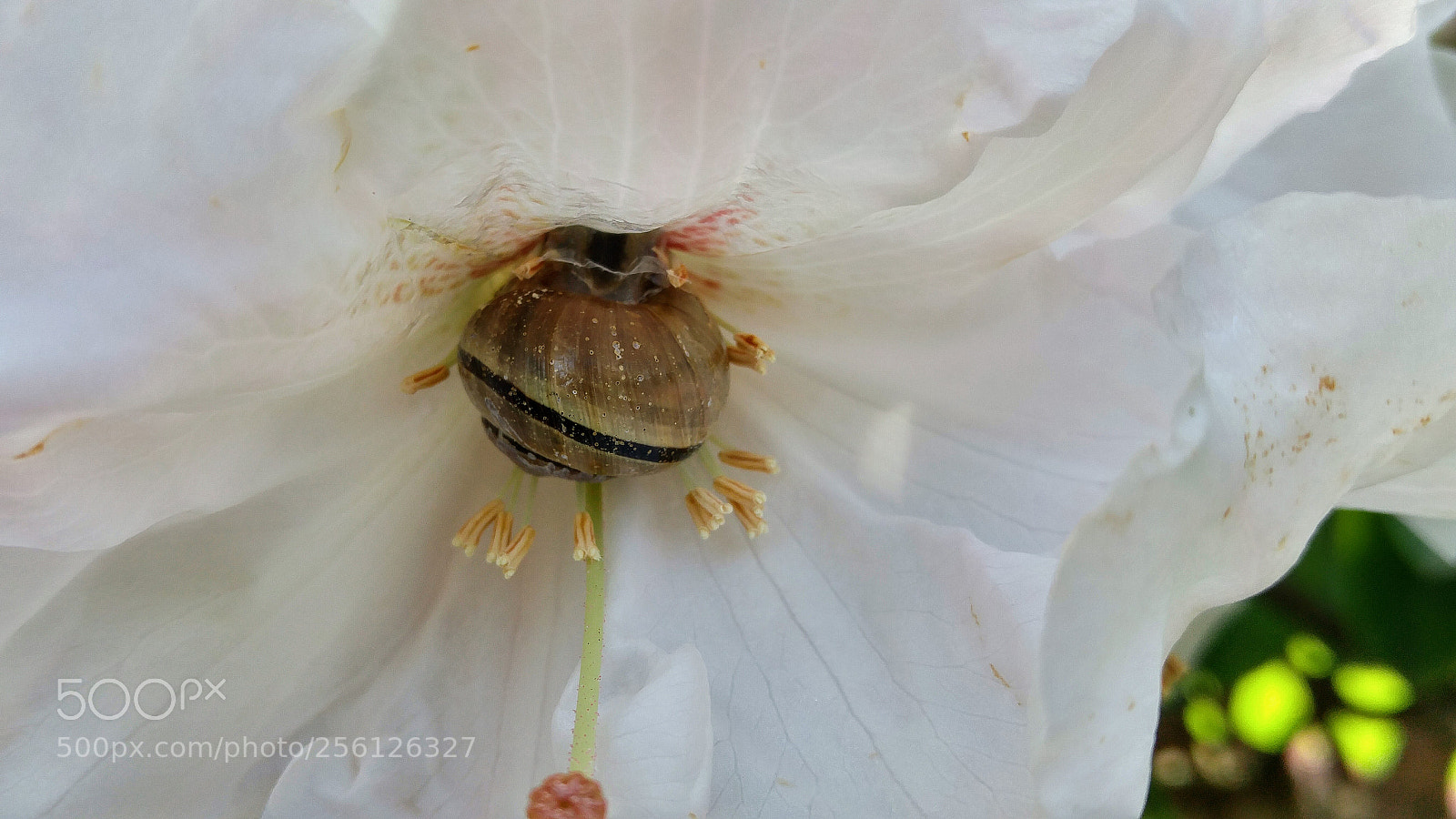LG G4 sample photo. Escargot photography