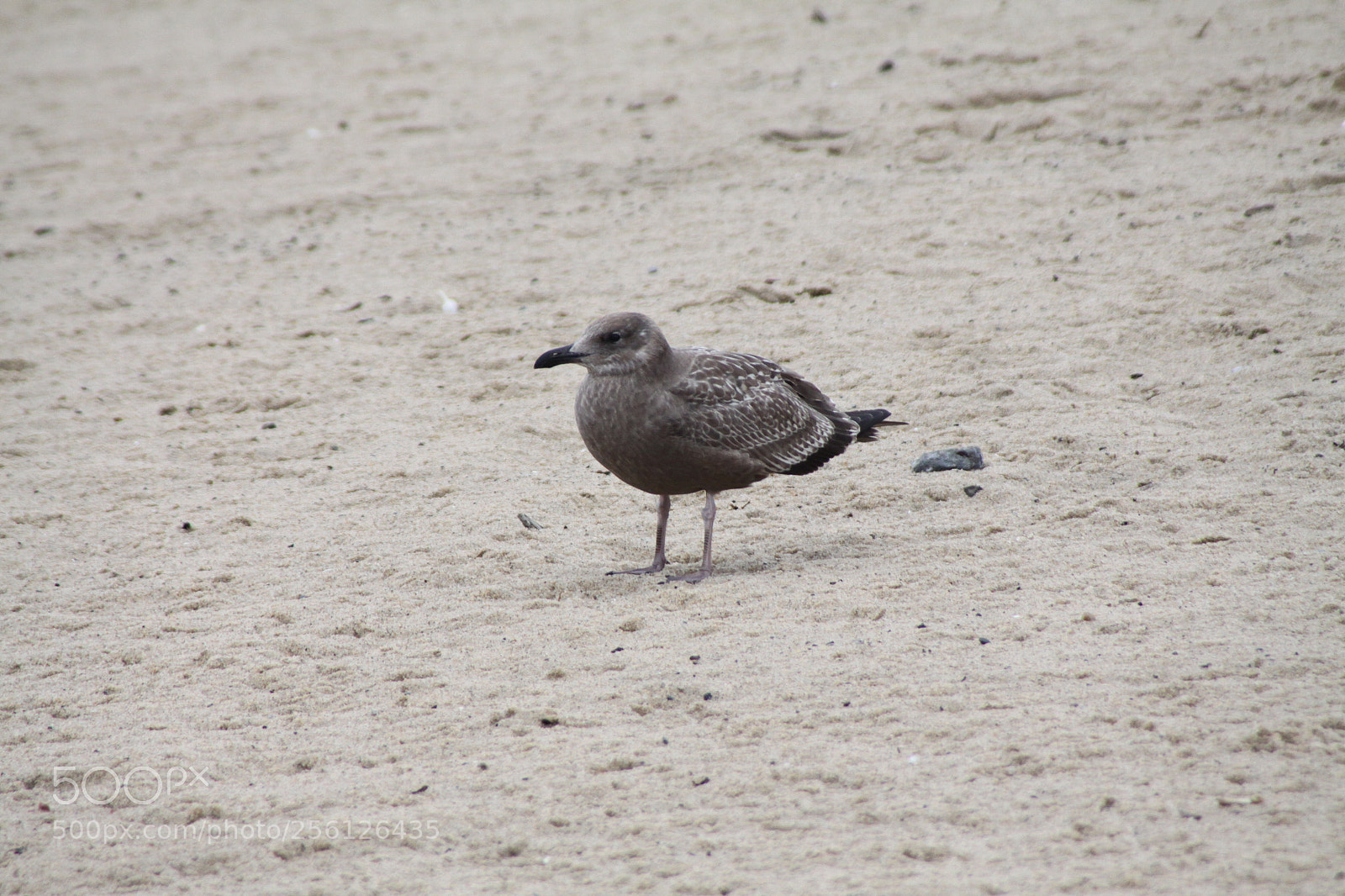 Canon EOS 50D sample photo. Canon d pics photography