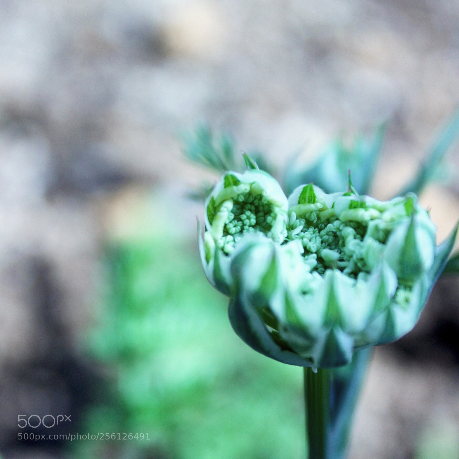 Canon EOS 600D (Rebel EOS T3i / EOS Kiss X5) sample photo. Bud of orurea photography