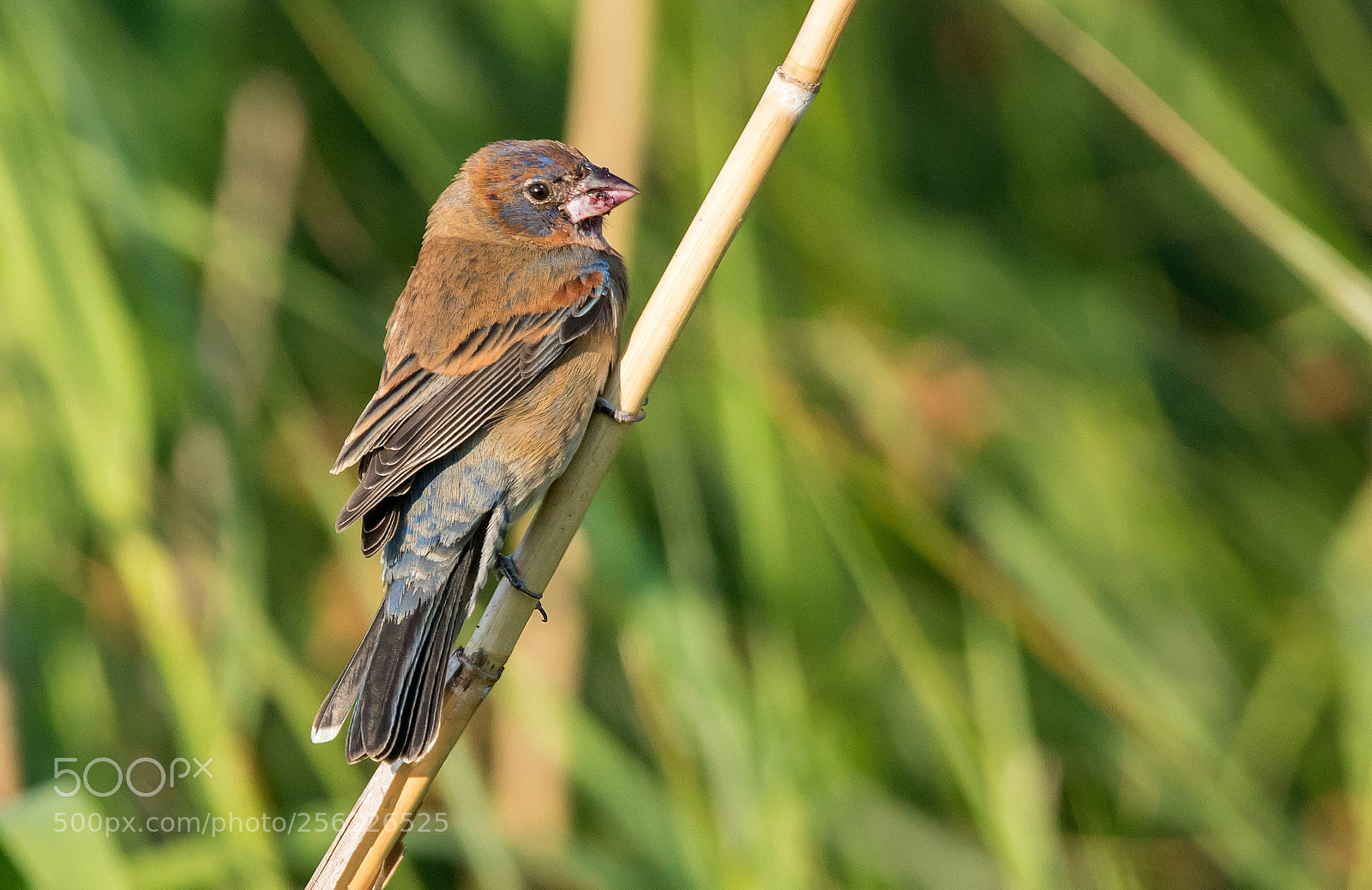 Sony a7R II sample photo. Non-breeding male indigo bunting photography
