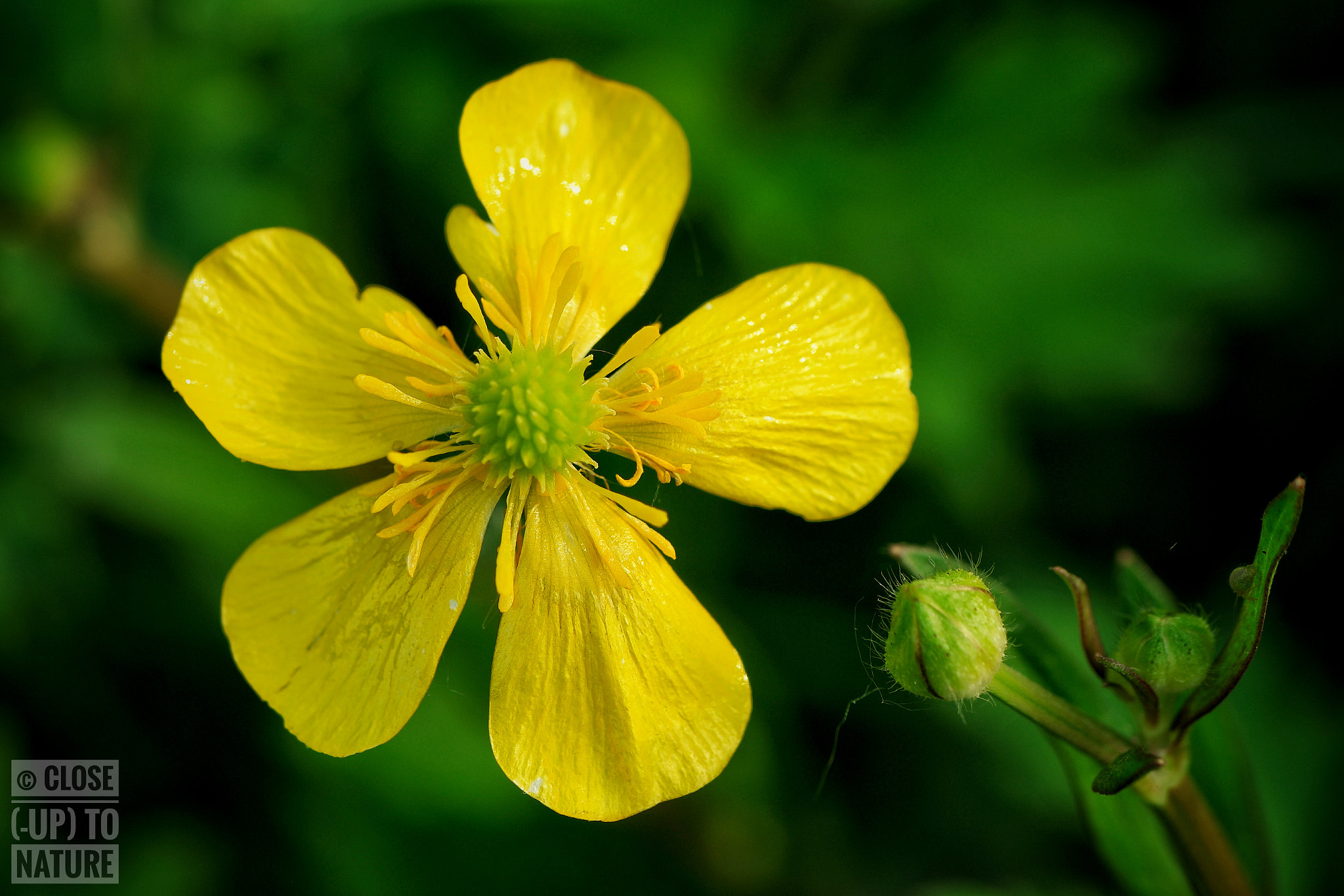 Samsung NX500 sample photo. Ranunculus repens photography