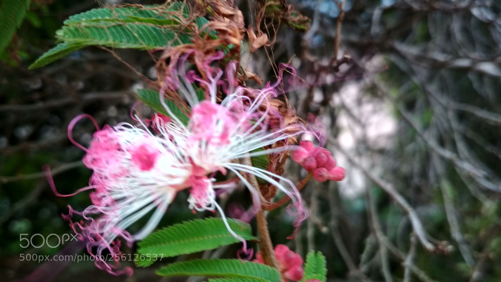 Xiaomi Redmi 4X sample photo. Untitled photography