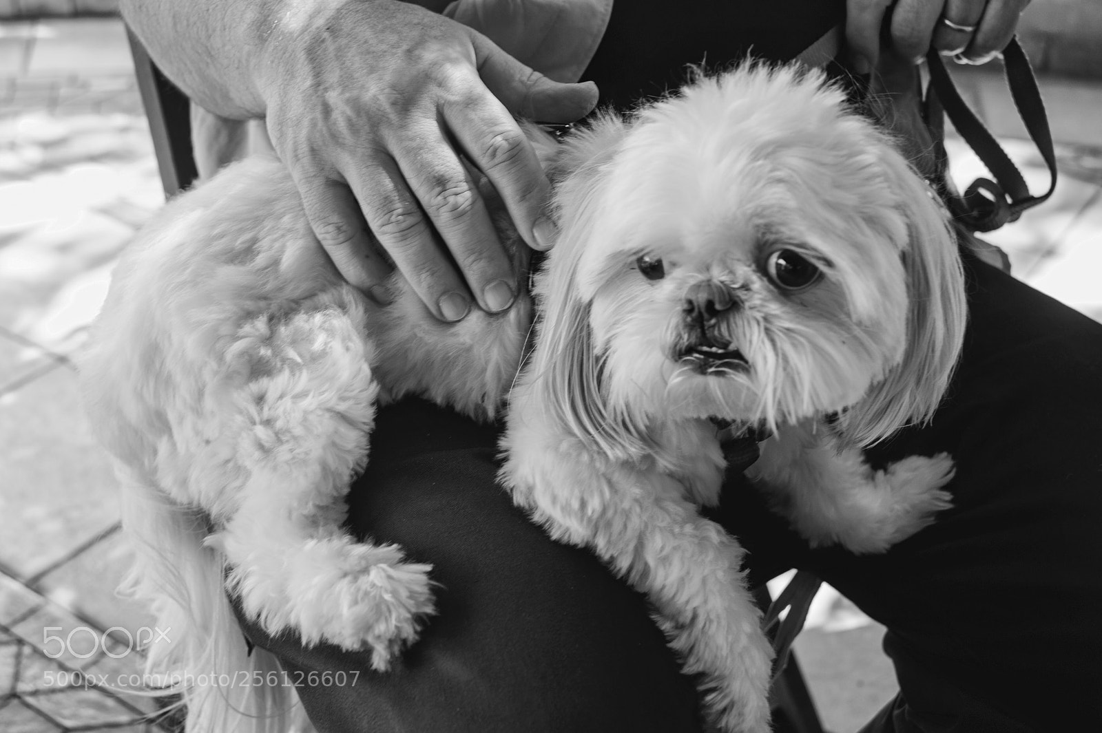 Nikon D700 sample photo. Friendship photography