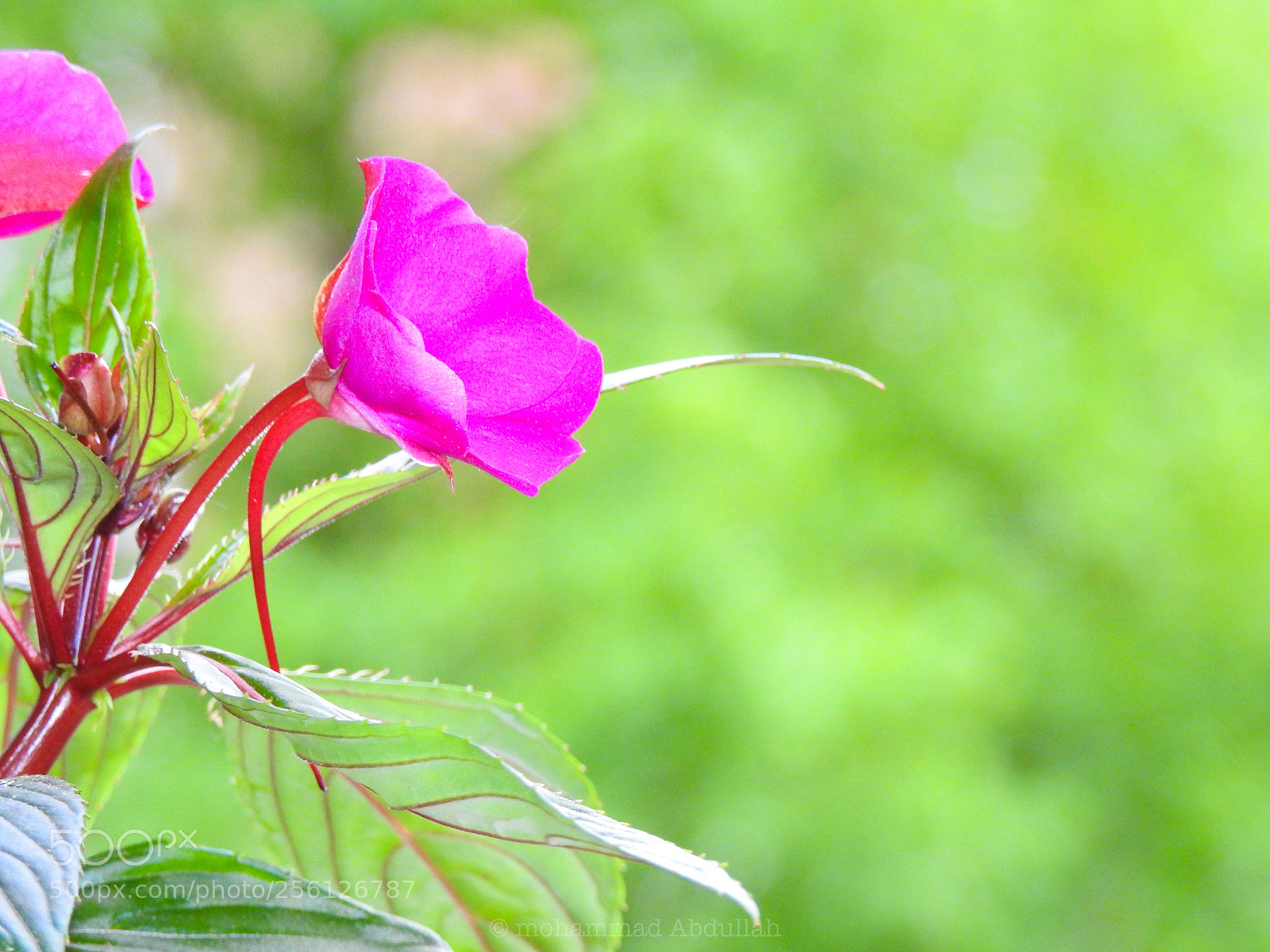 Nikon Coolpix P900 sample photo. Untitled photography