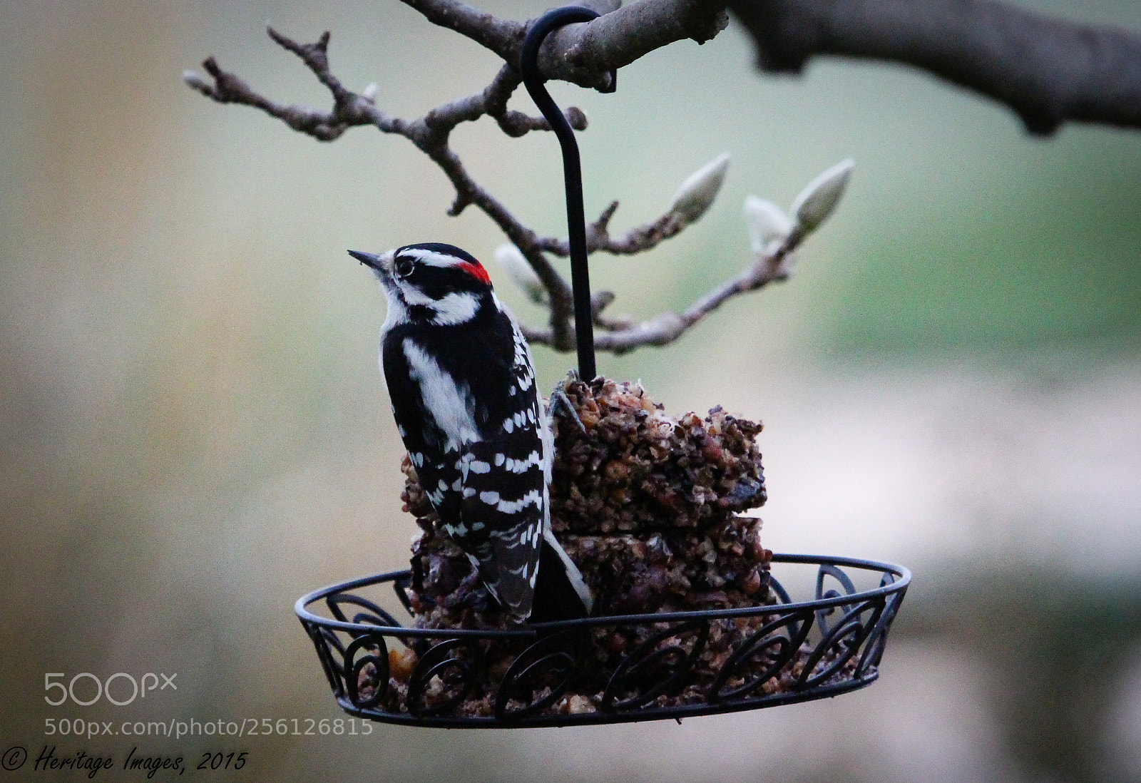 Canon EOS 650D (EOS Rebel T4i / EOS Kiss X6i) sample photo. Downy woodpecker photography