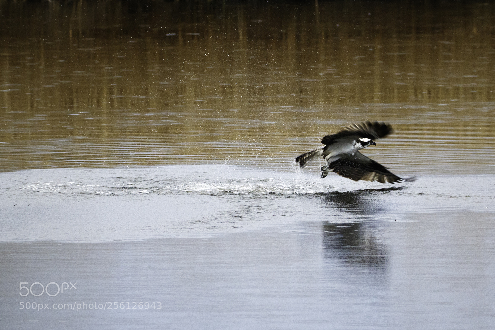 Canon EOS 7D Mark II sample photo. An osprey trying to photography