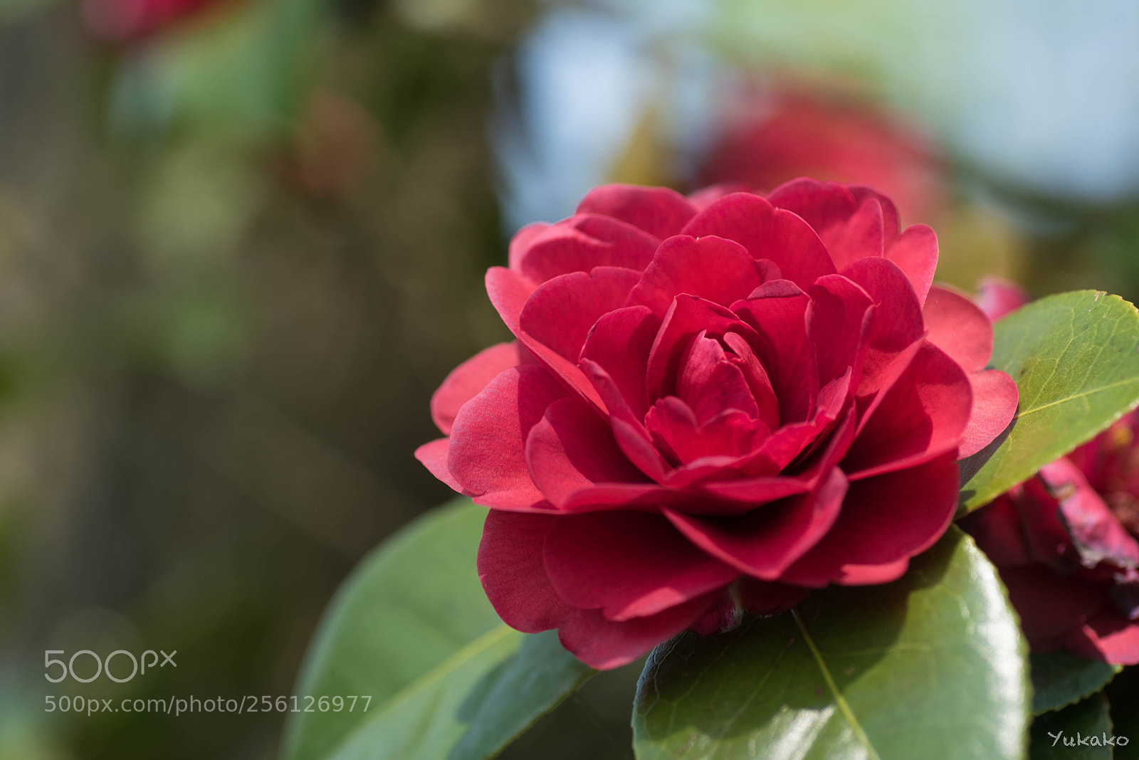 Nikon D750 sample photo. Camellia photography