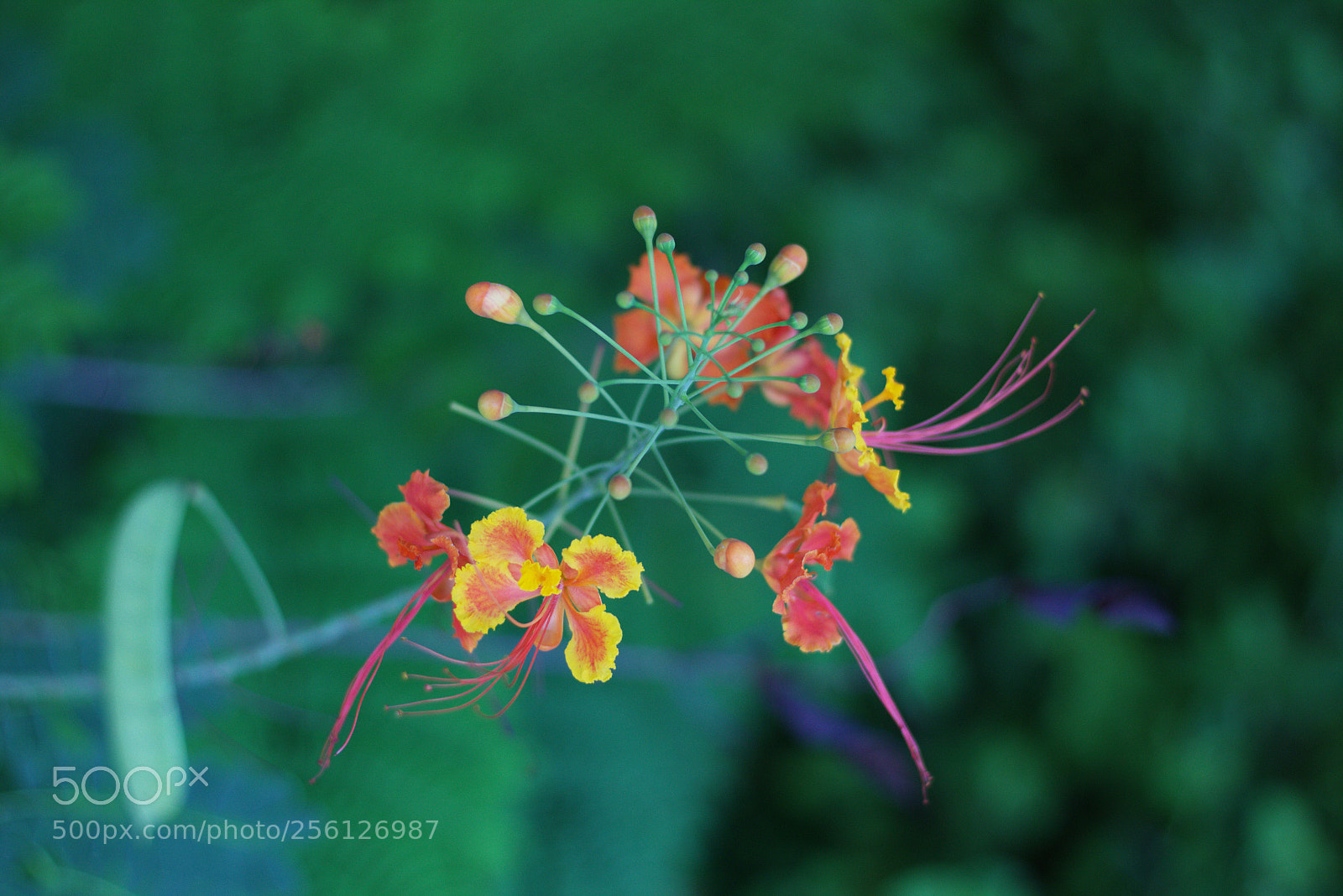 Canon EOS 700D (EOS Rebel T5i / EOS Kiss X7i) sample photo. Nature is magnificent... photography