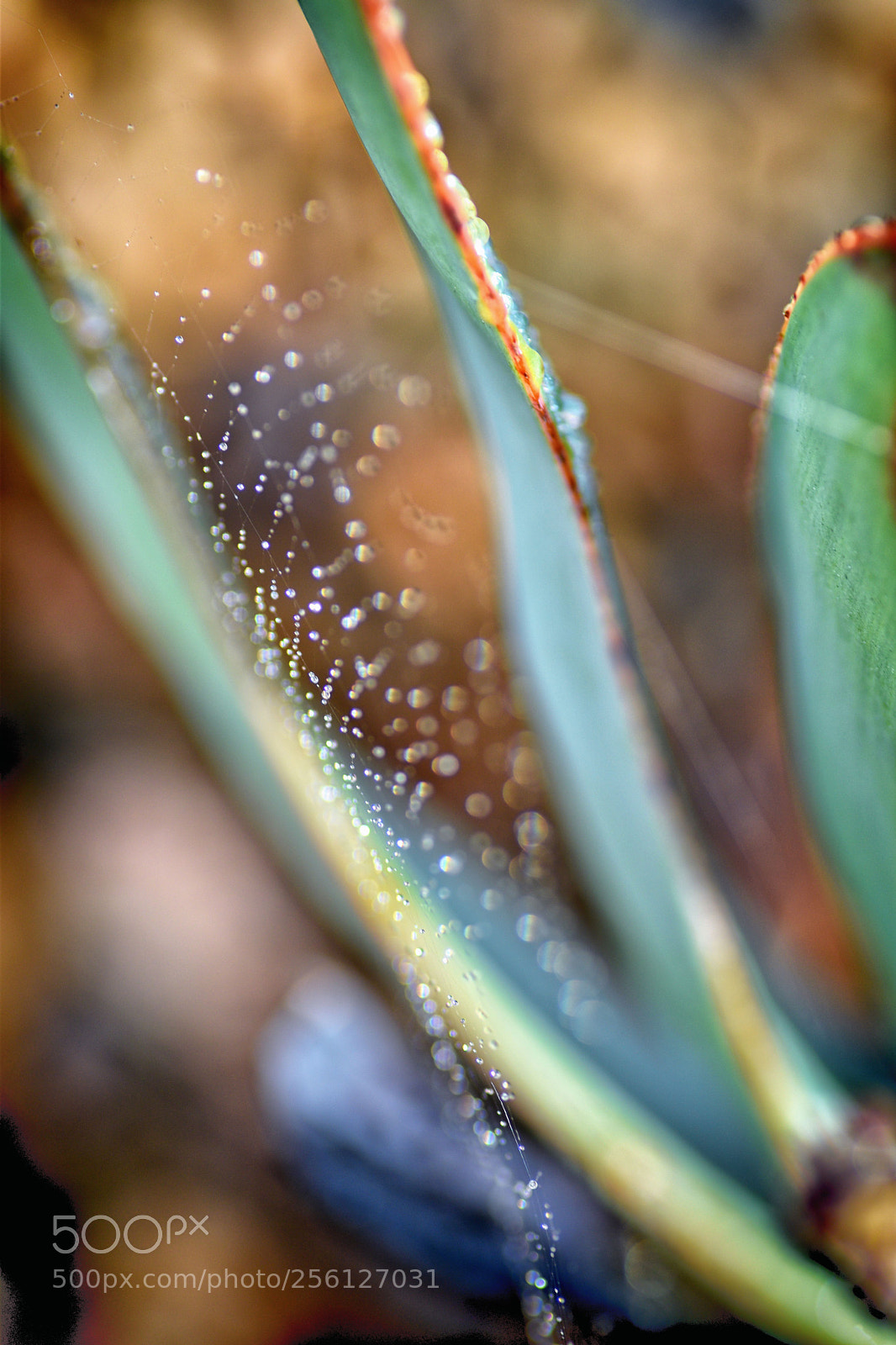 Nikon D5500 sample photo. 32 photography
