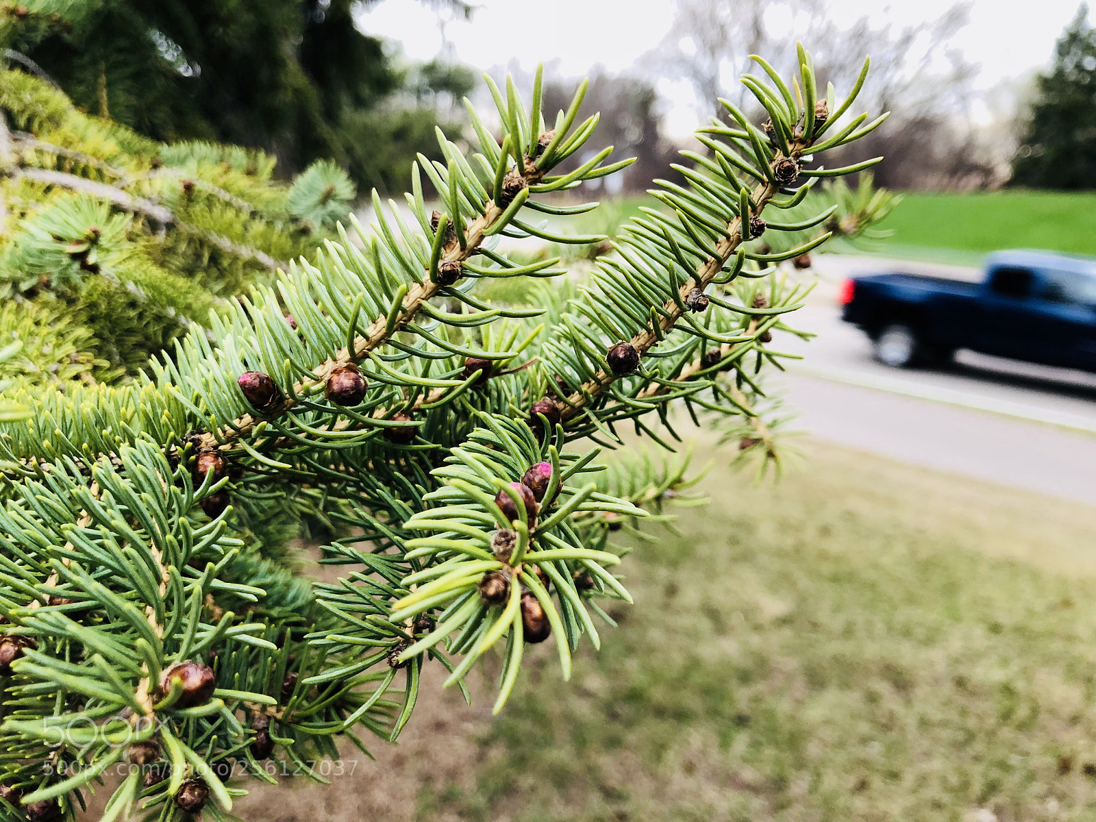 Apple iPhone X sample photo. Spring time photography