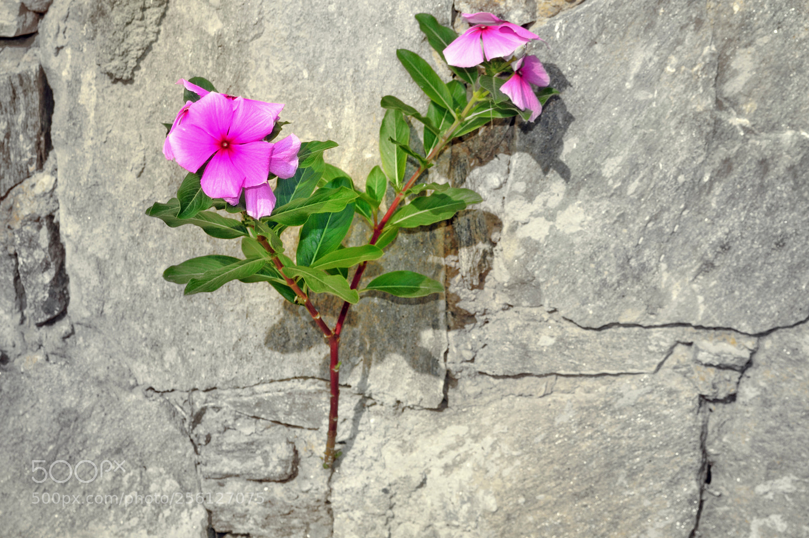 Nikon D3200 sample photo. Perseverance from a wild photography