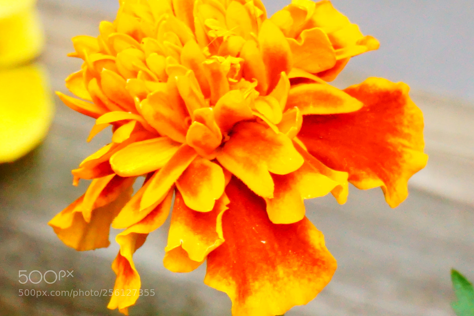 Sony a6000 sample photo. Flower photography